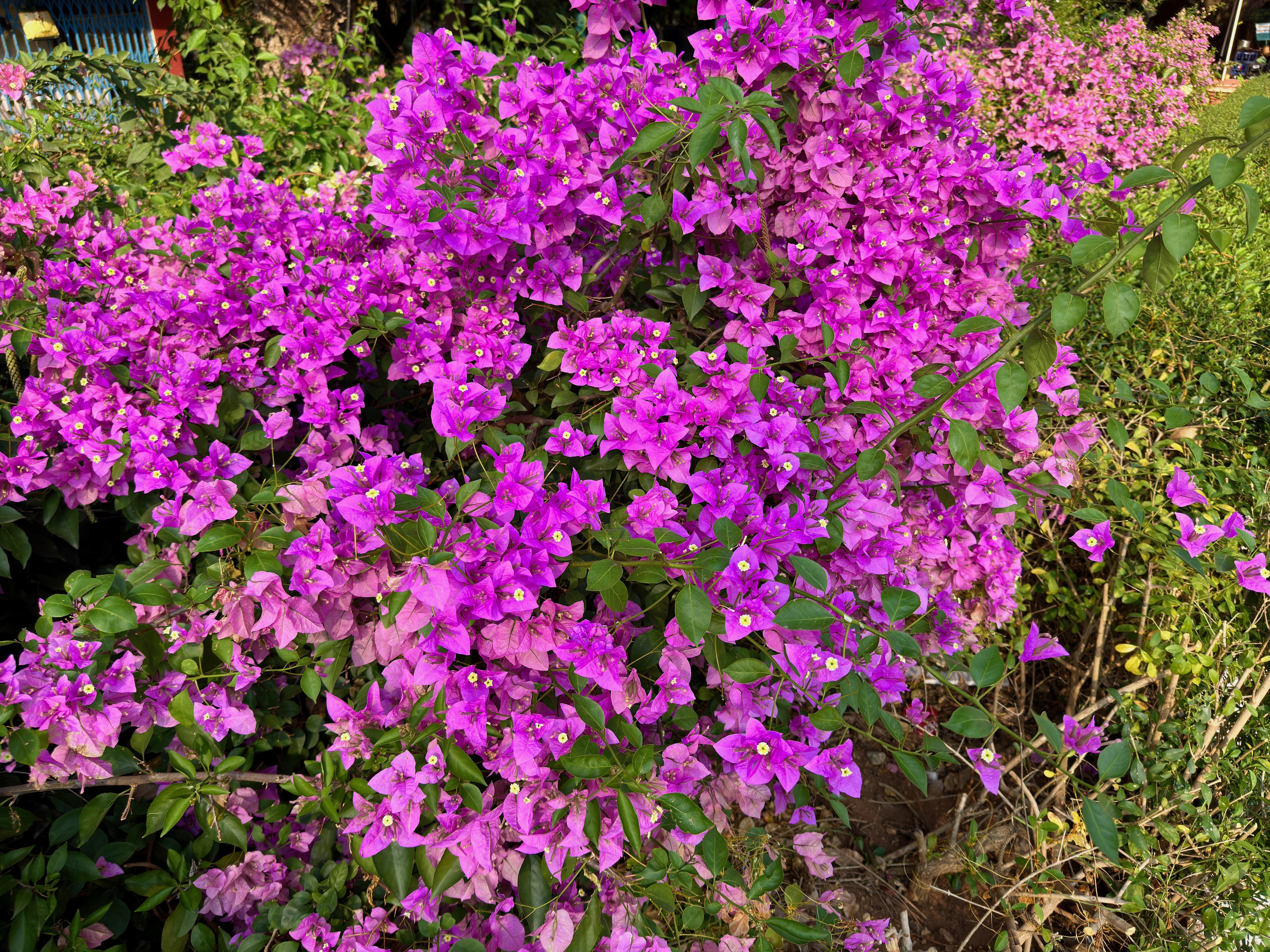 IMG_2603.jpeg