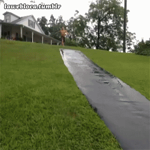 img_2665.gif