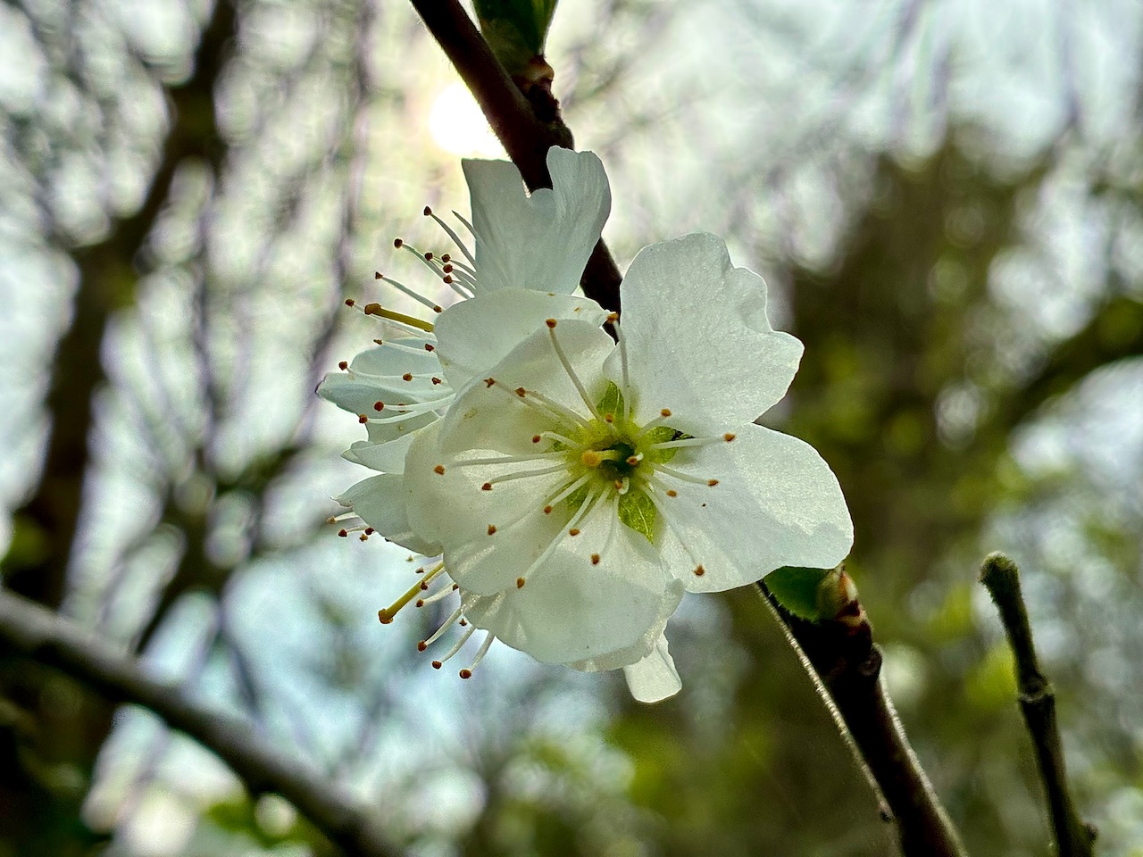IMG_2679.jpeg