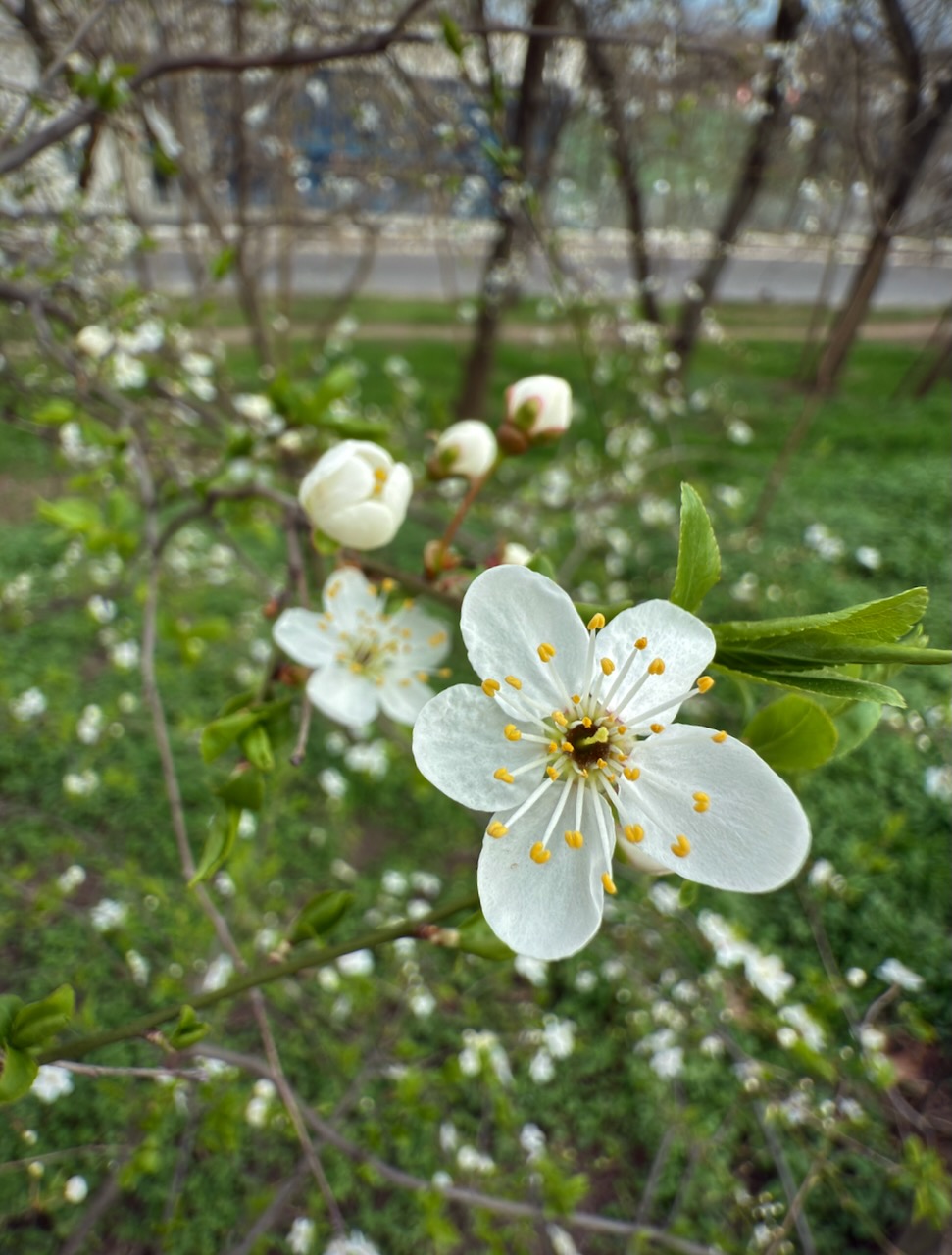IMG_2917.jpeg