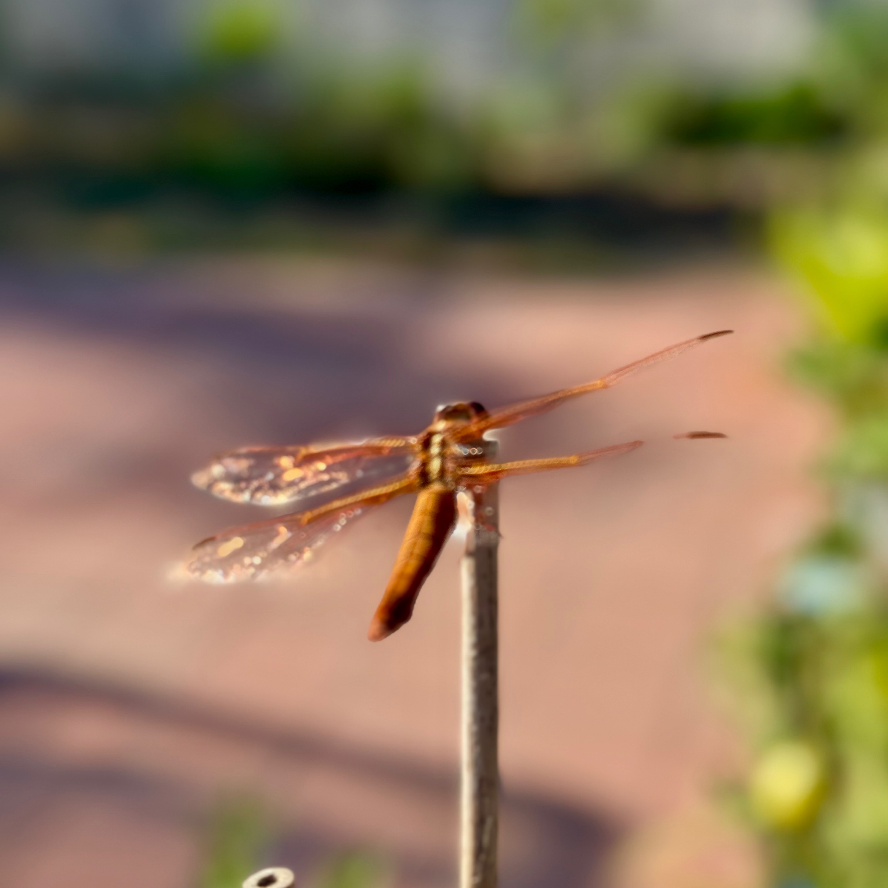 IMG_2955.jpeg