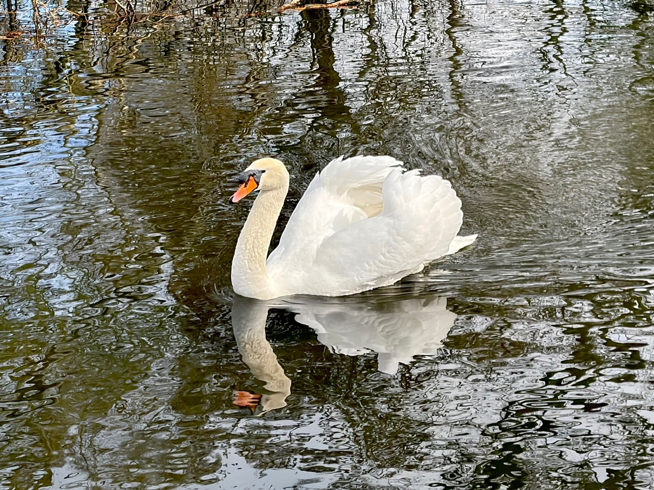 IMG_2995.jpeg