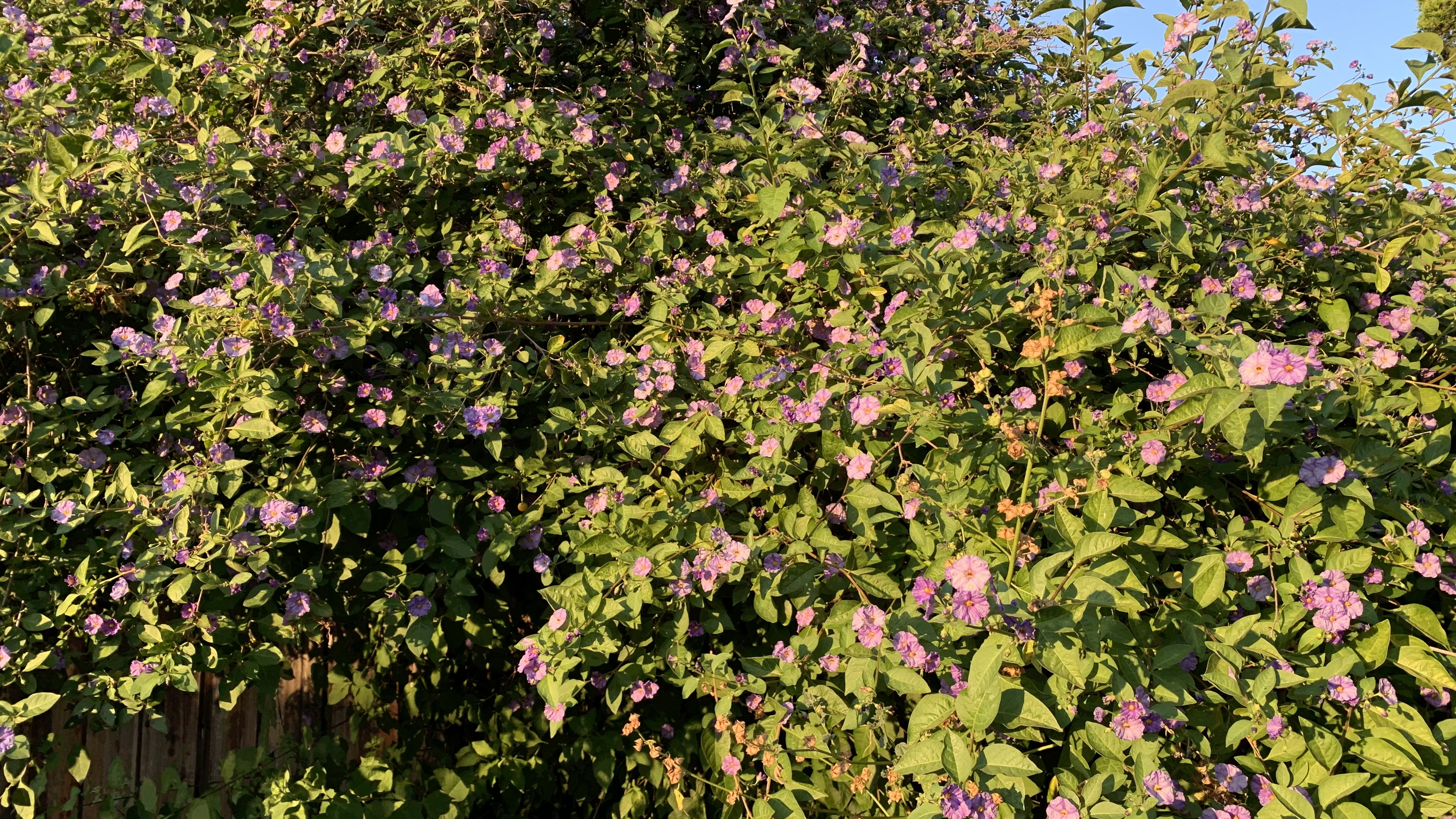 IMG_3076.jpeg