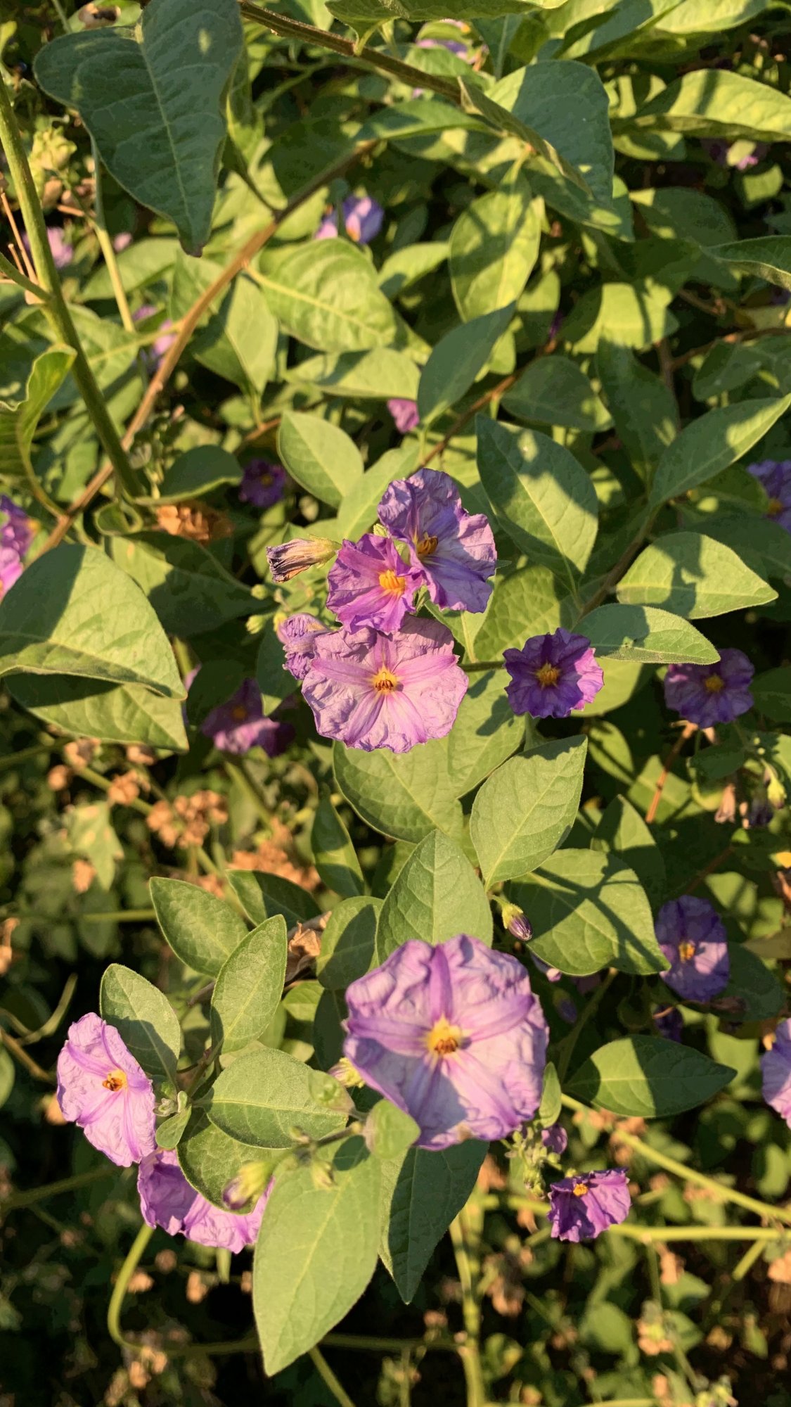 IMG_3077.jpeg