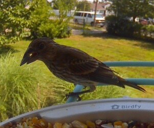 IMG_3091.jpeg
