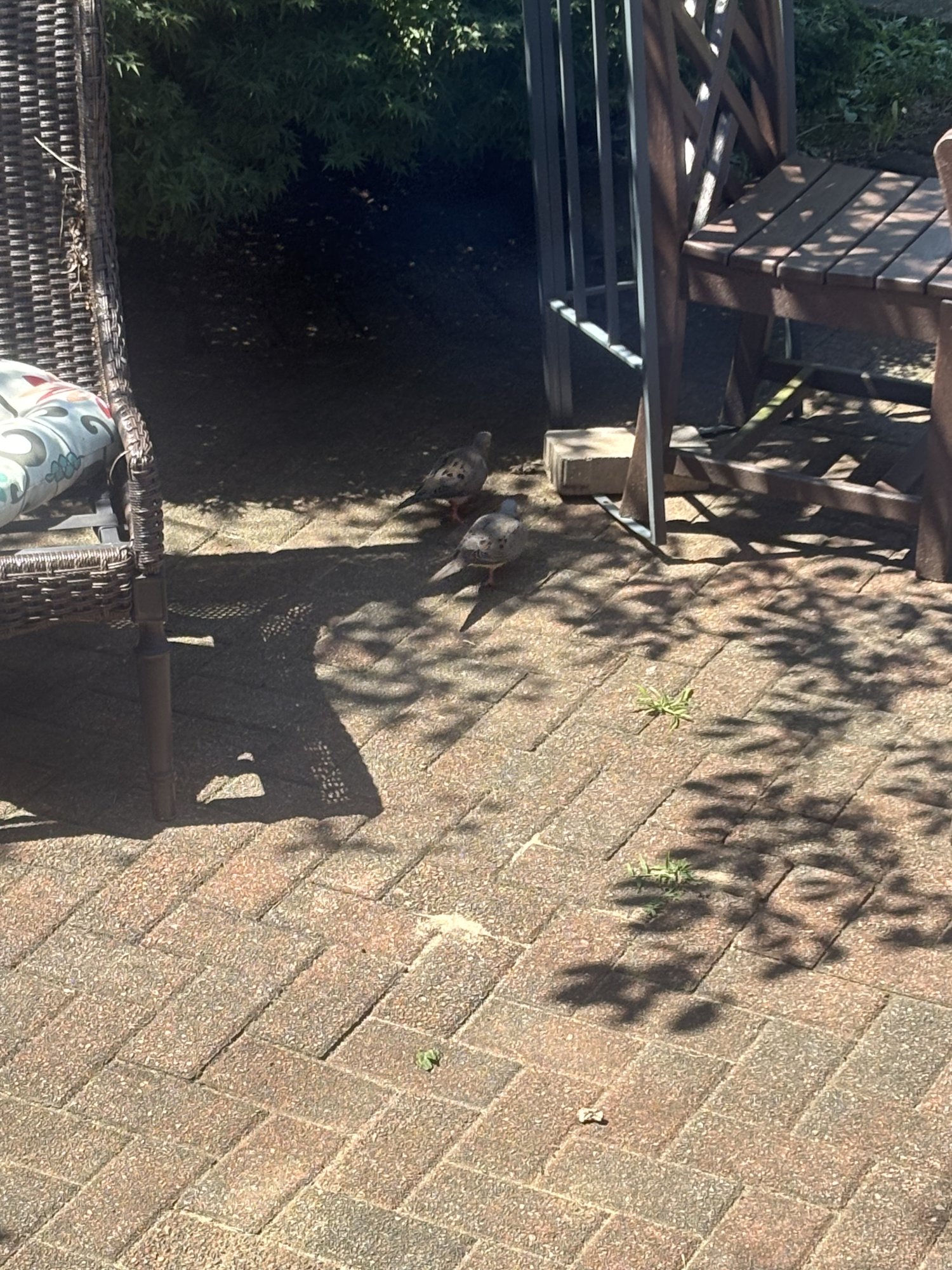 IMG_3151.jpeg