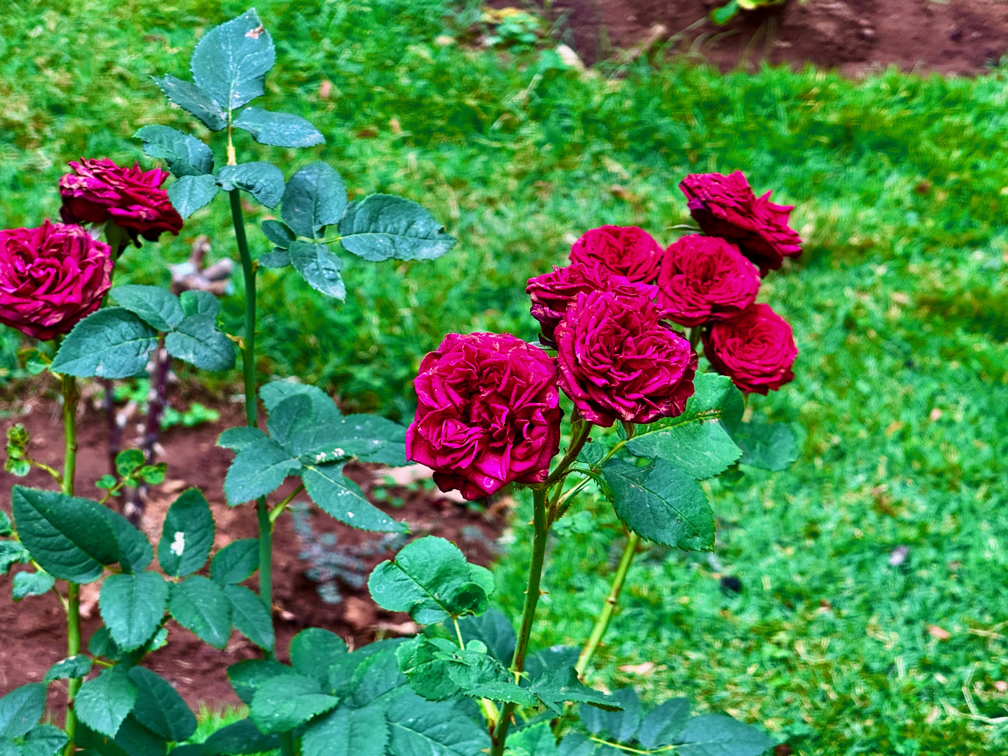 IMG_3348.jpeg