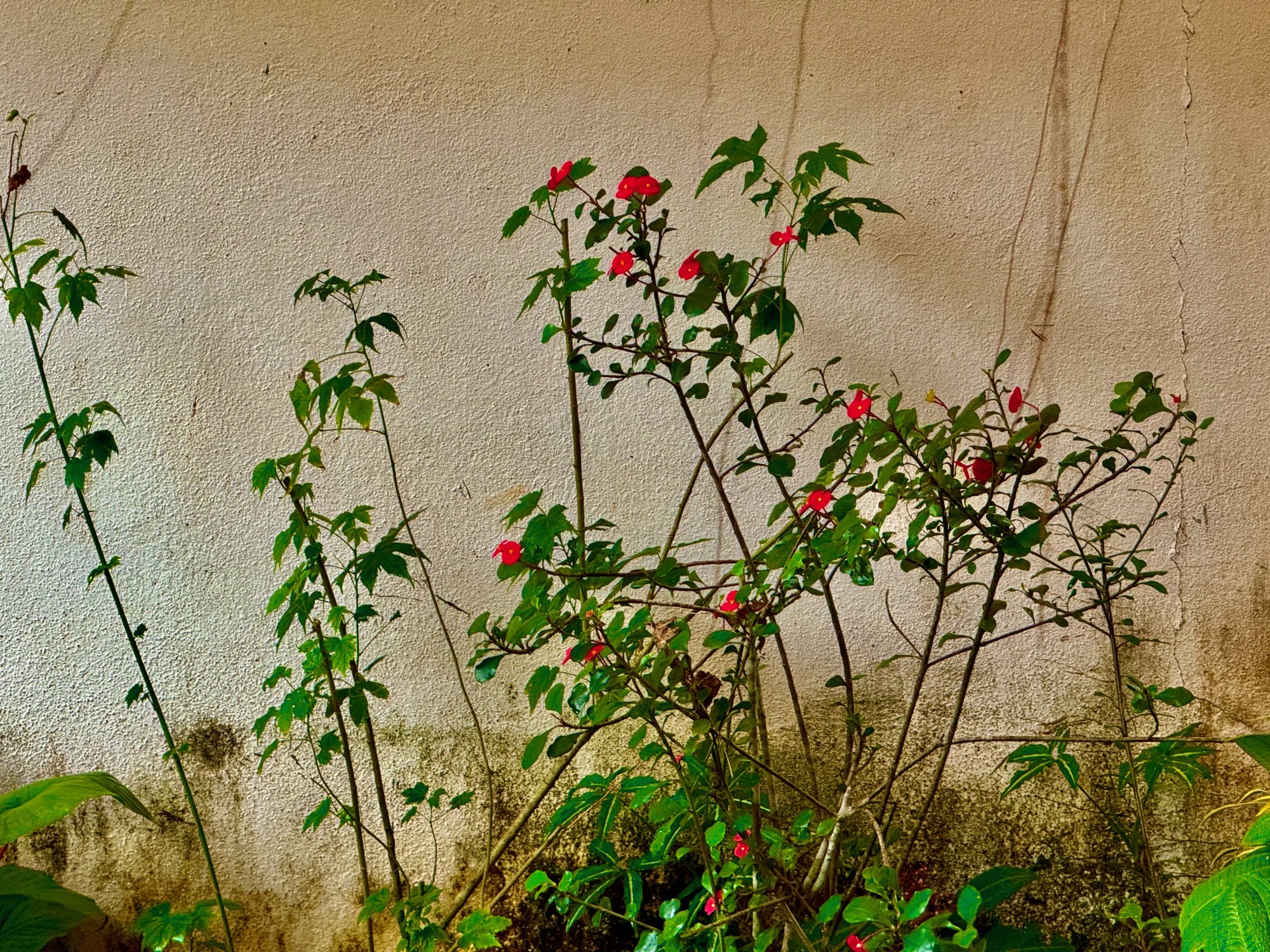 IMG_3815.jpeg