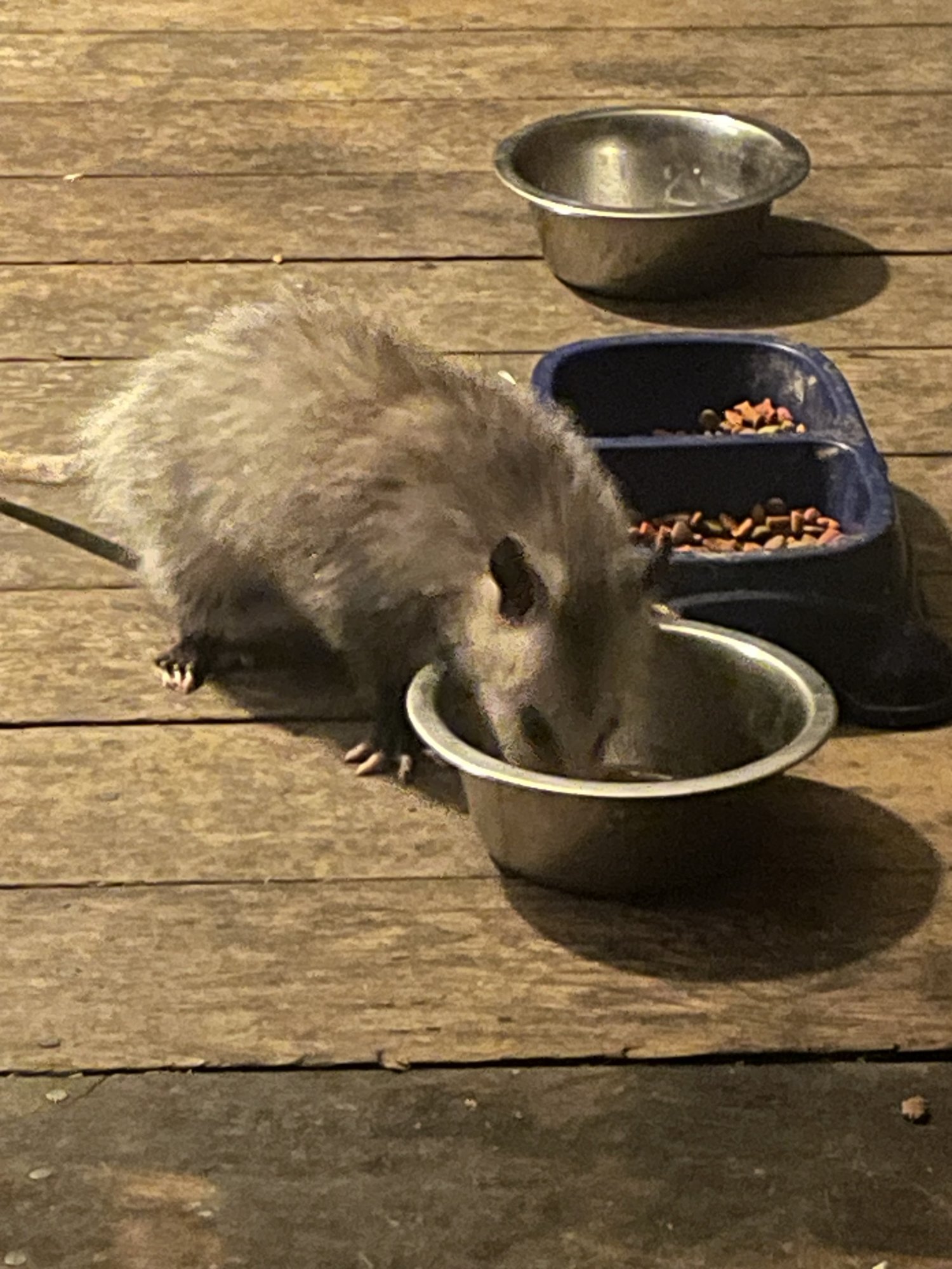 IMG_4058.jpeg