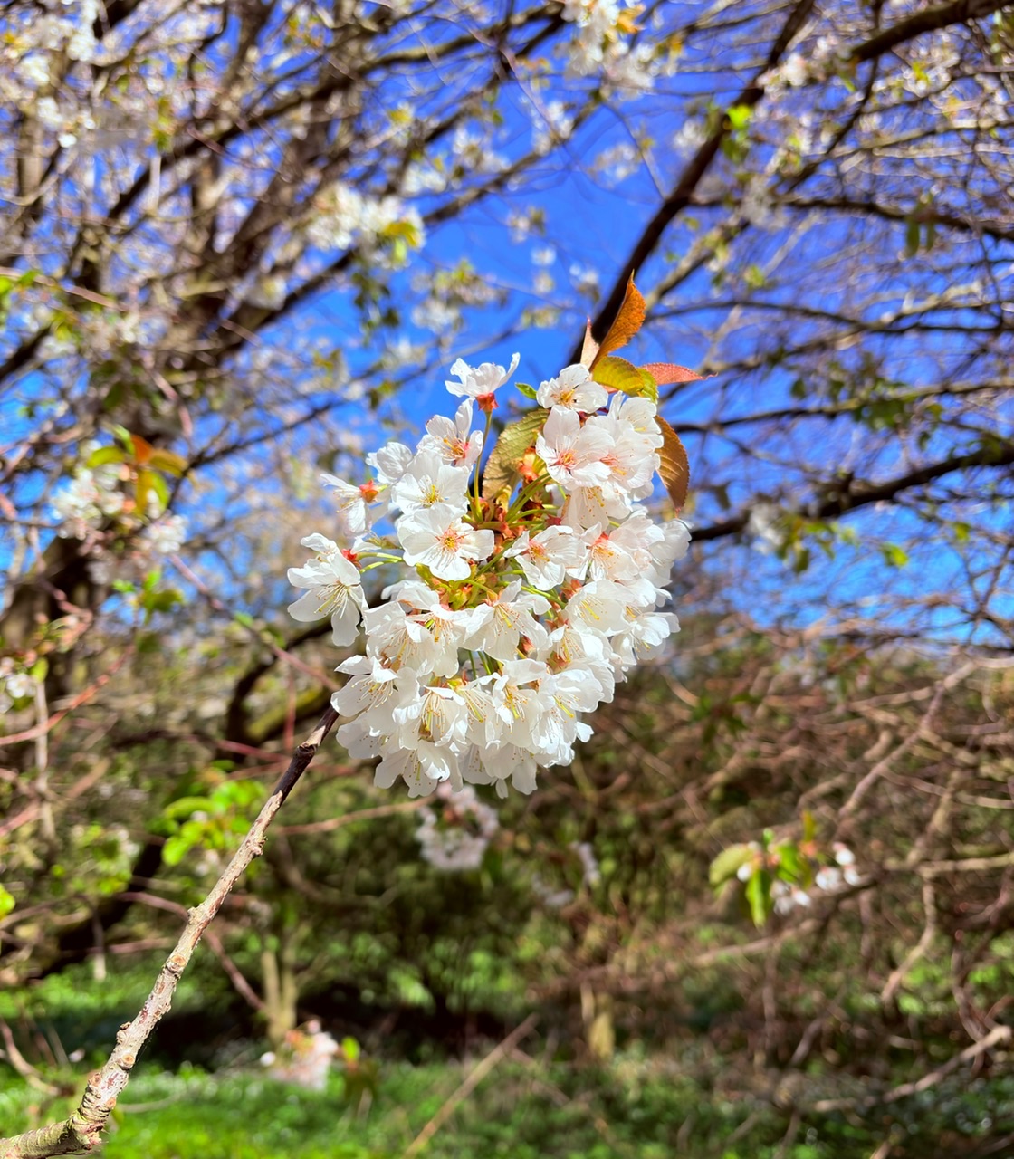 IMG_4106.jpeg
