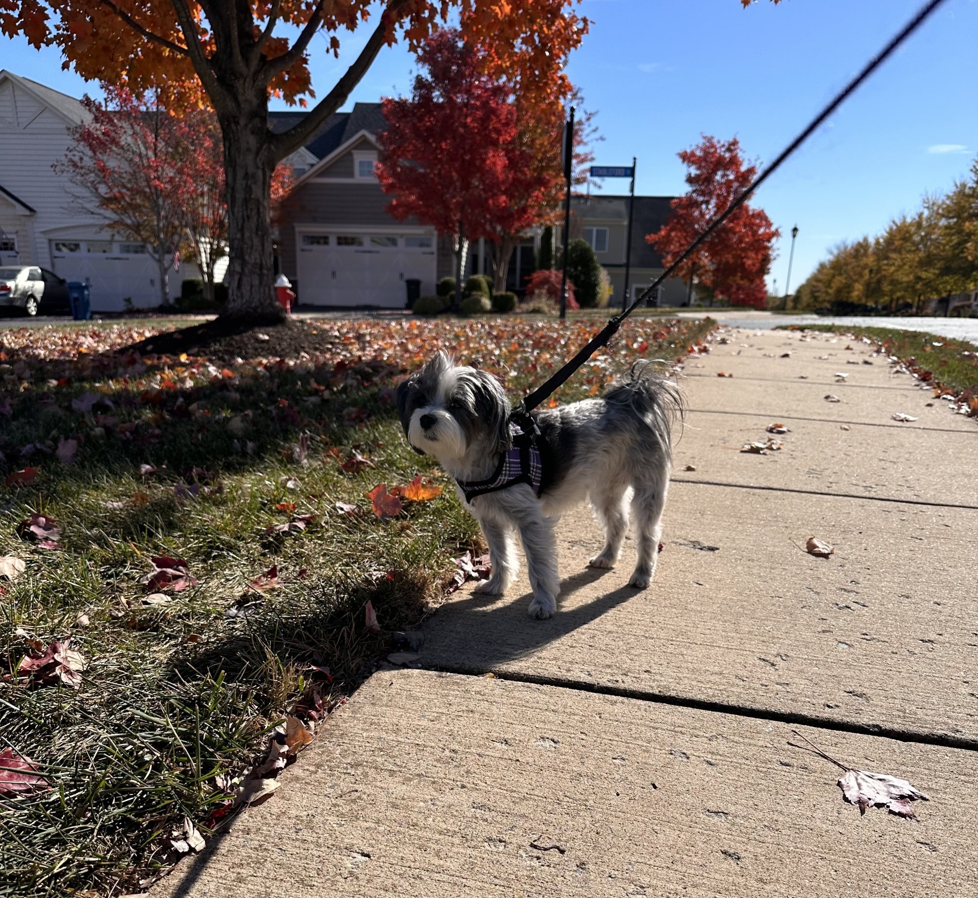 IMG_4188.jpeg