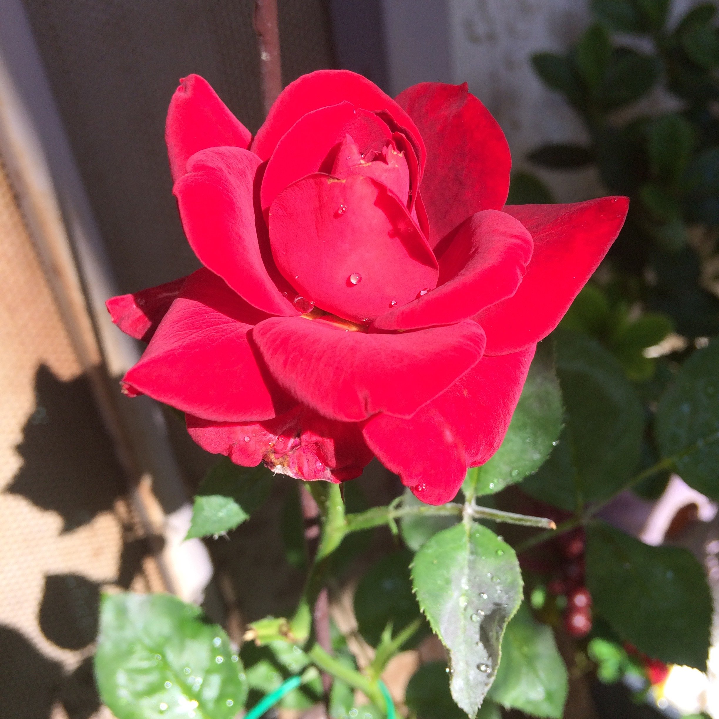 IMG_4266.jpeg