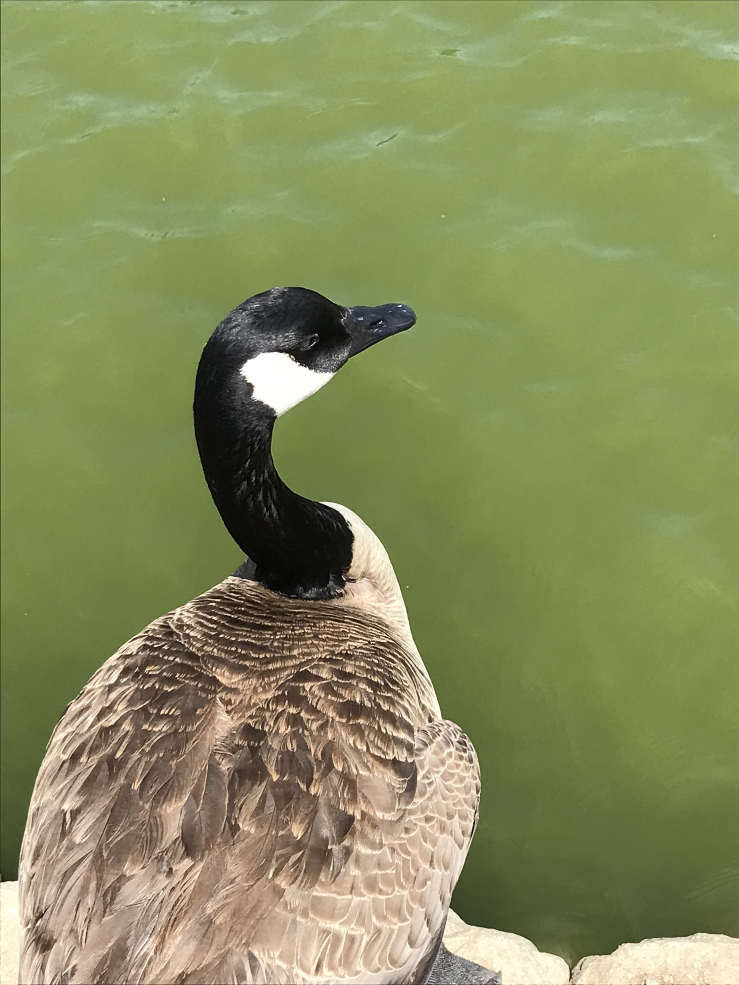 IMG_4348.jpeg