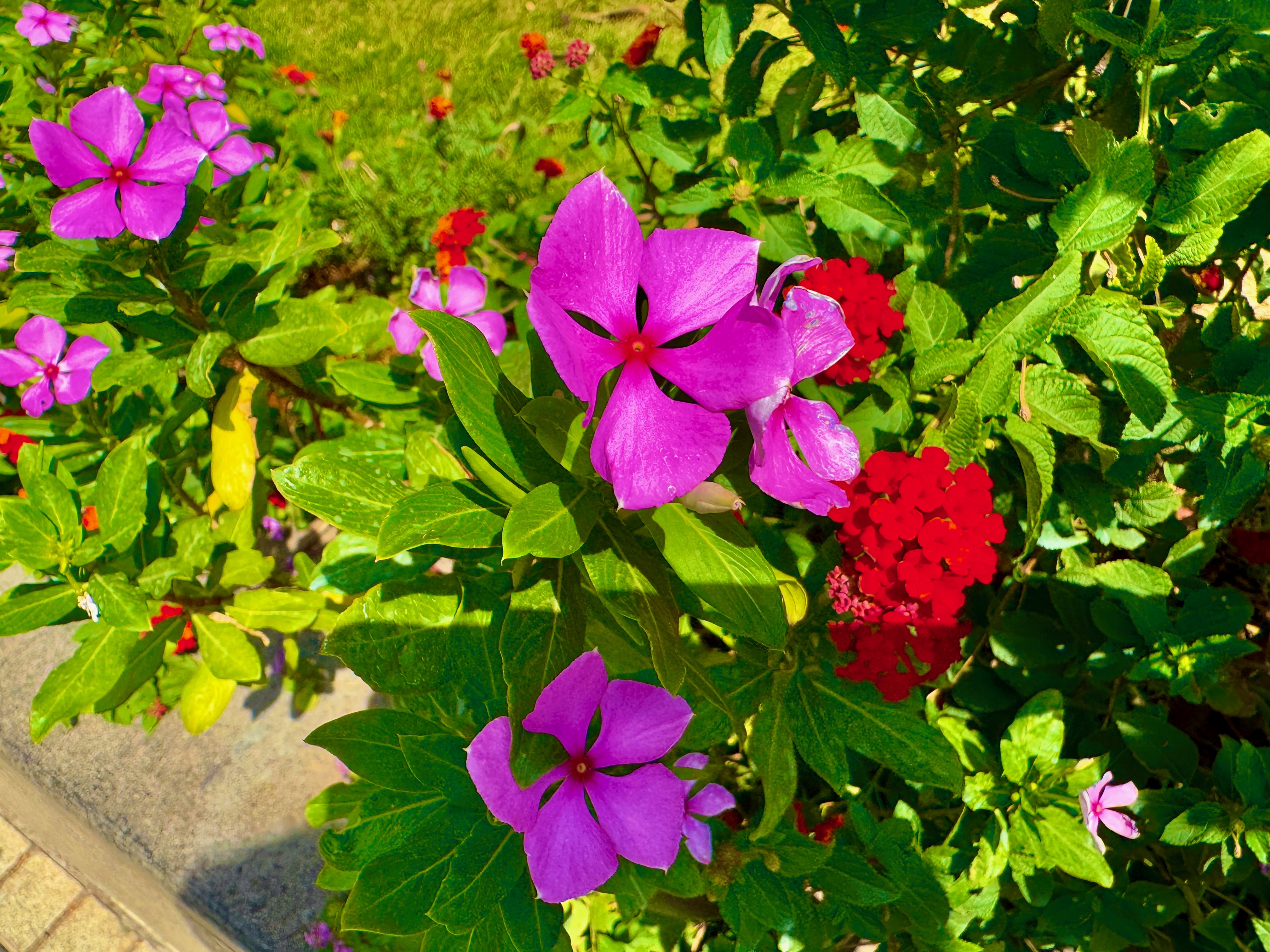 IMG_4455.jpeg