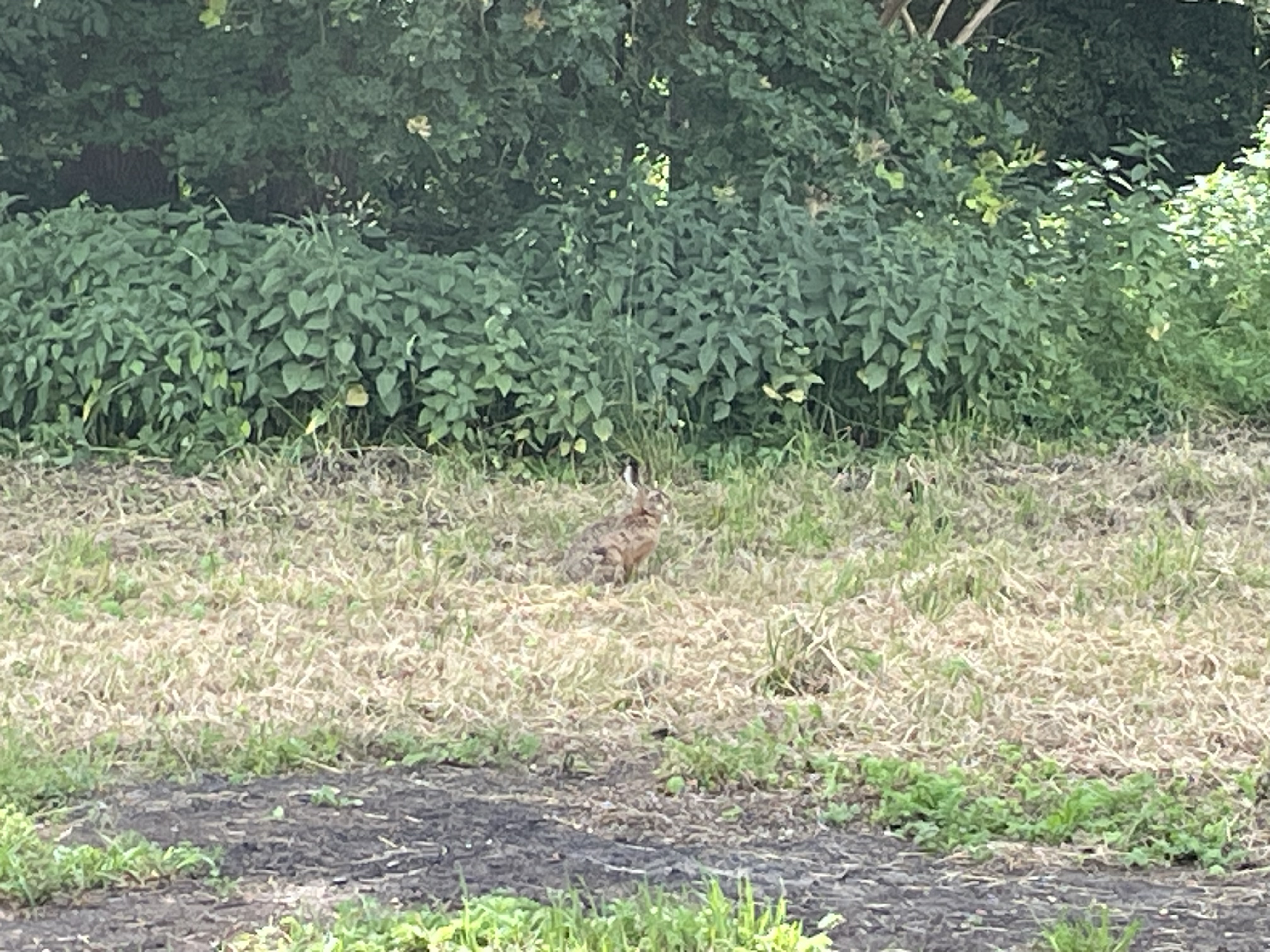 IMG_4828.jpeg