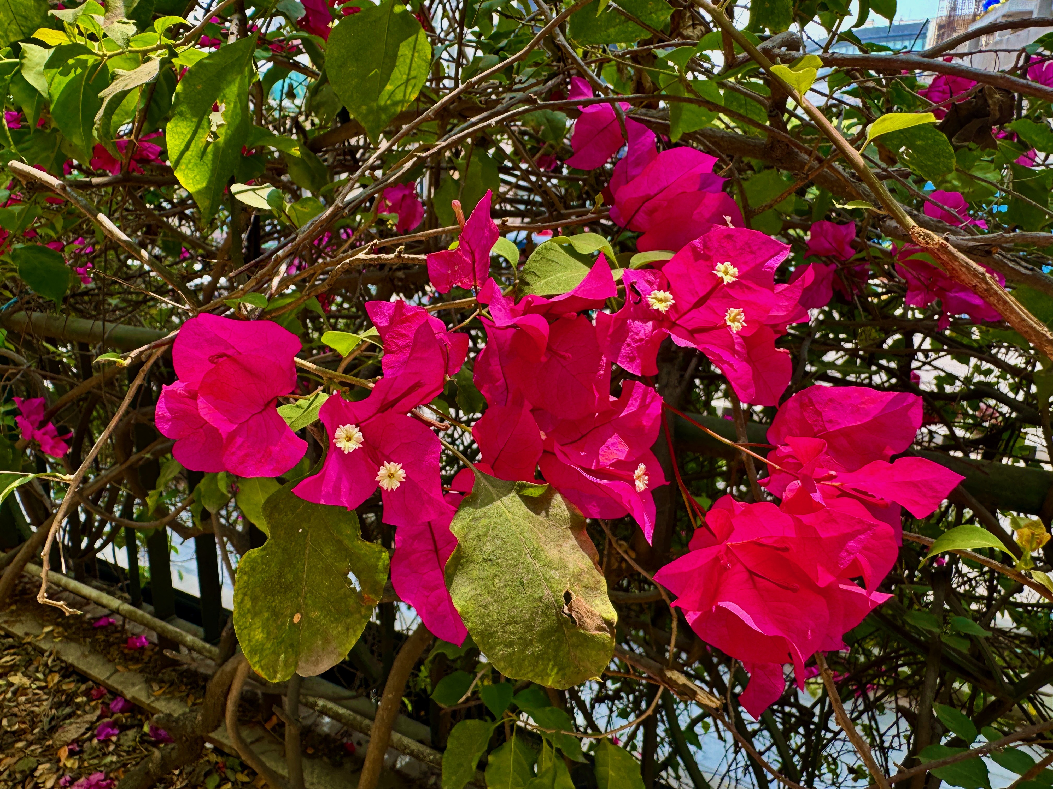 IMG_5435.jpeg
