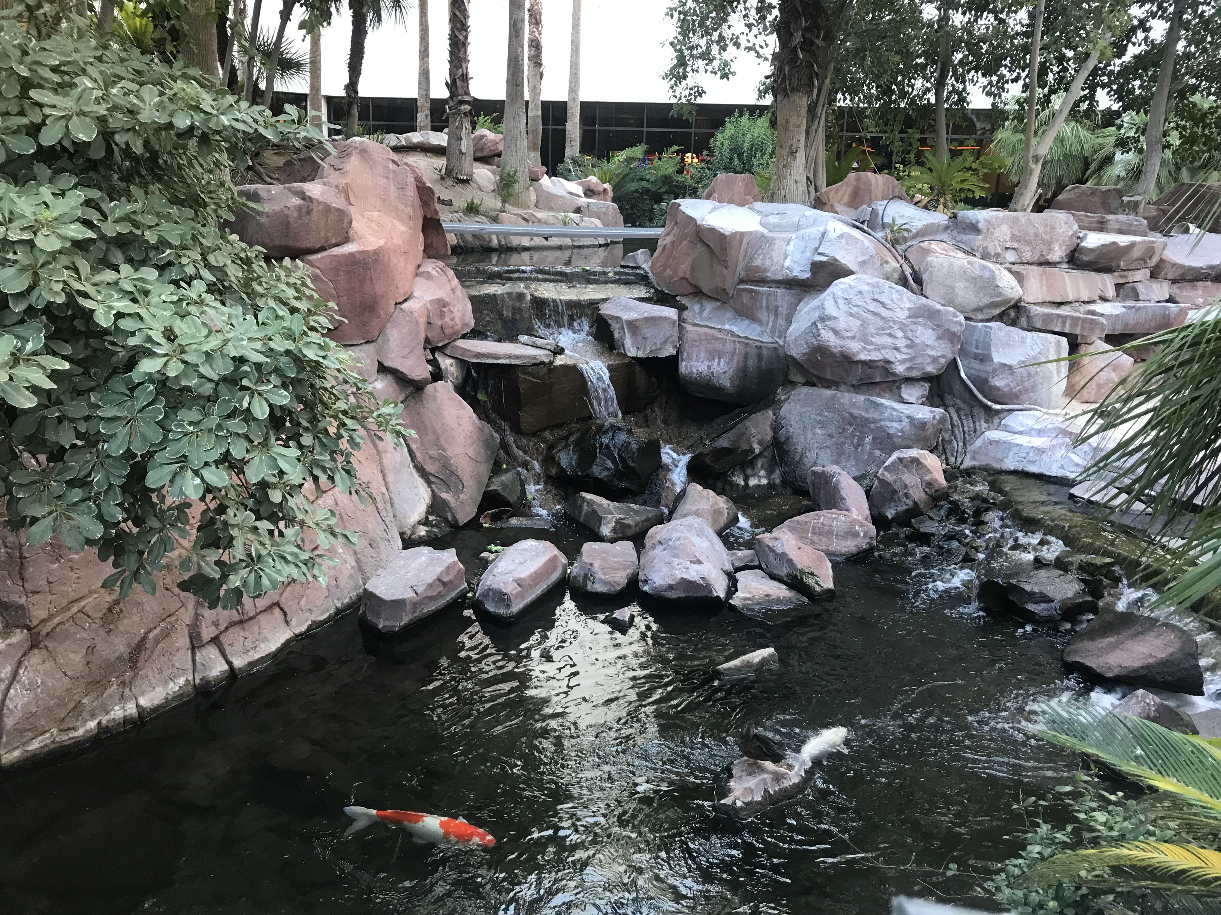 IMG_5484.jpeg