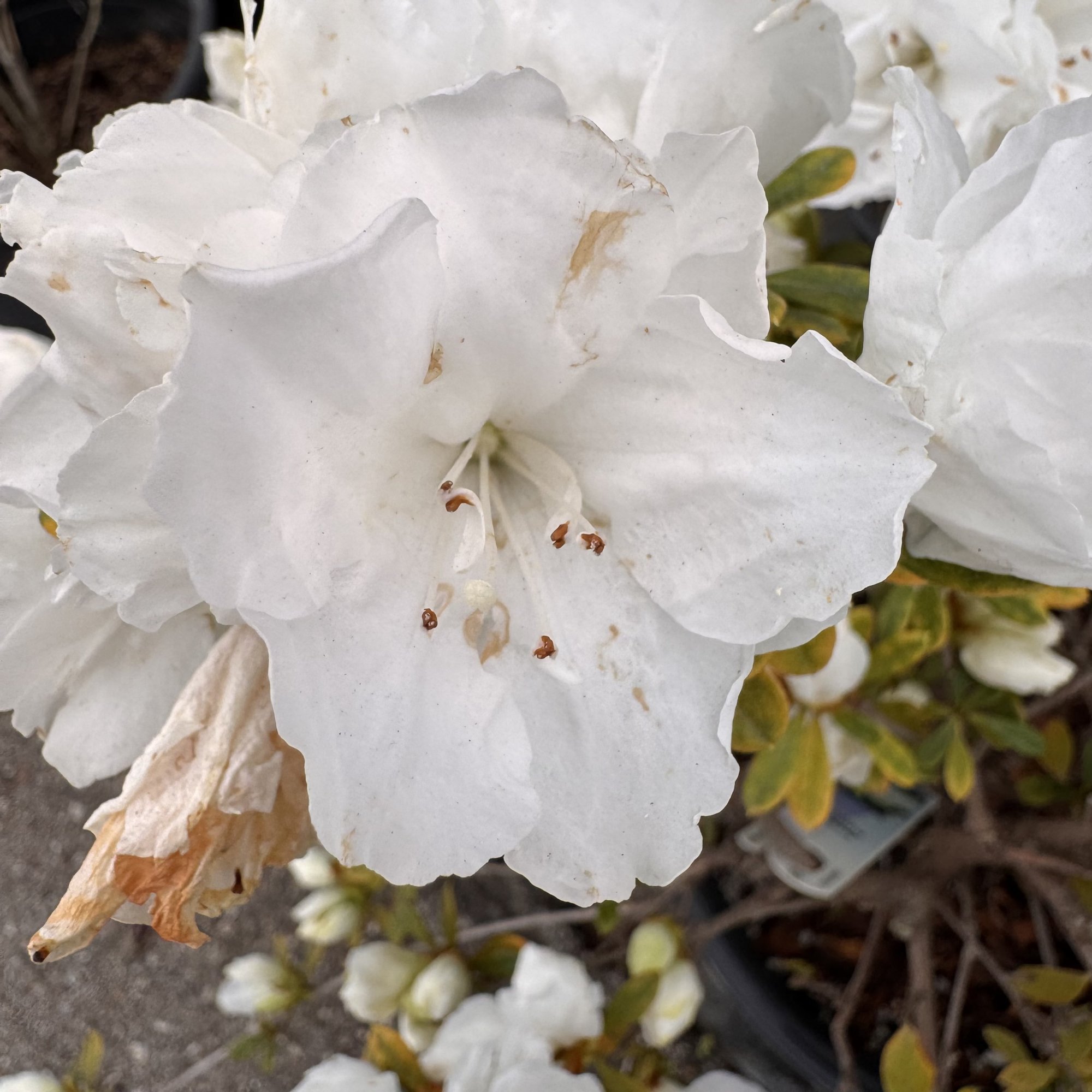 IMG_5673.jpeg