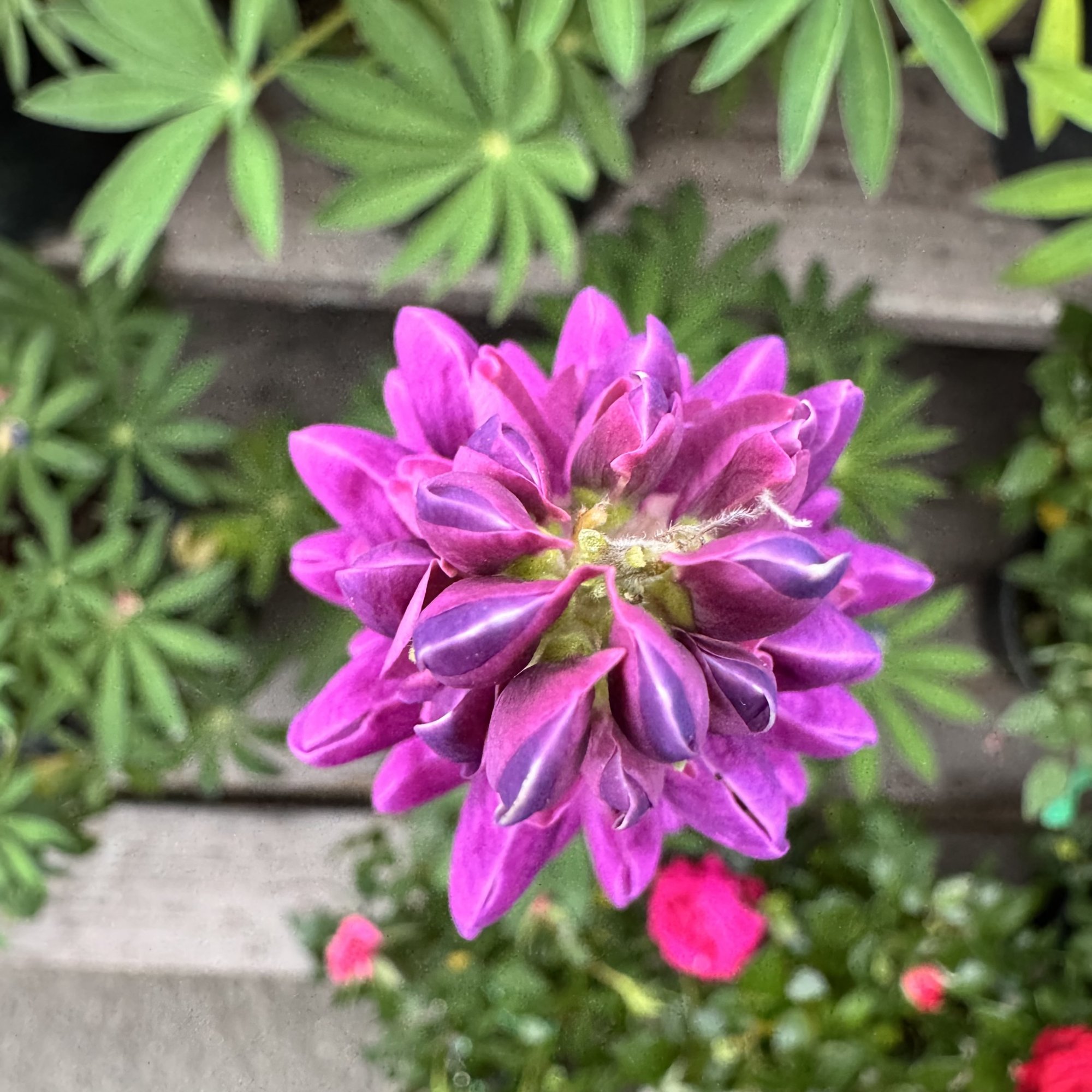 IMG_5707.jpeg