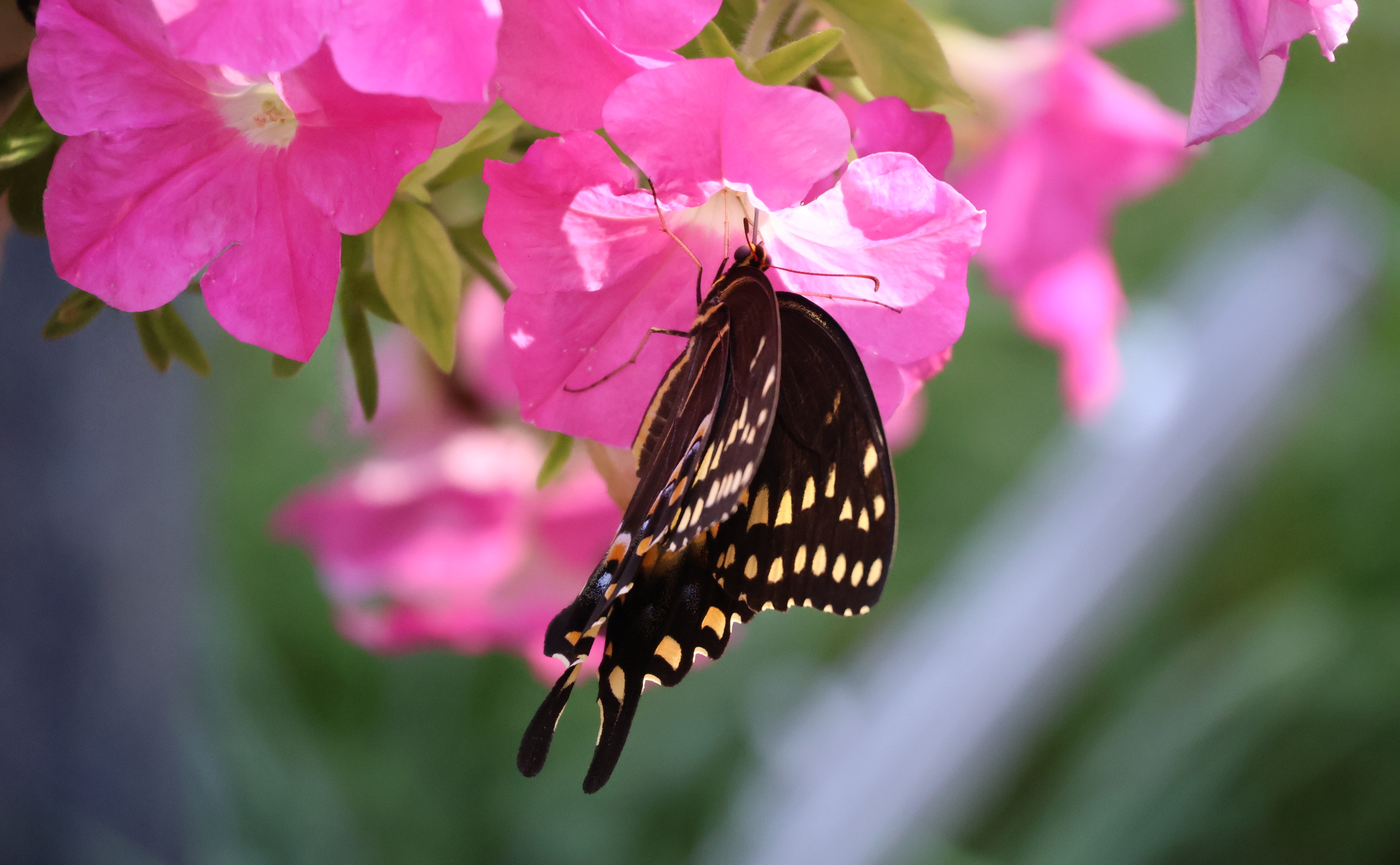 IMG_5951 copy.jpg