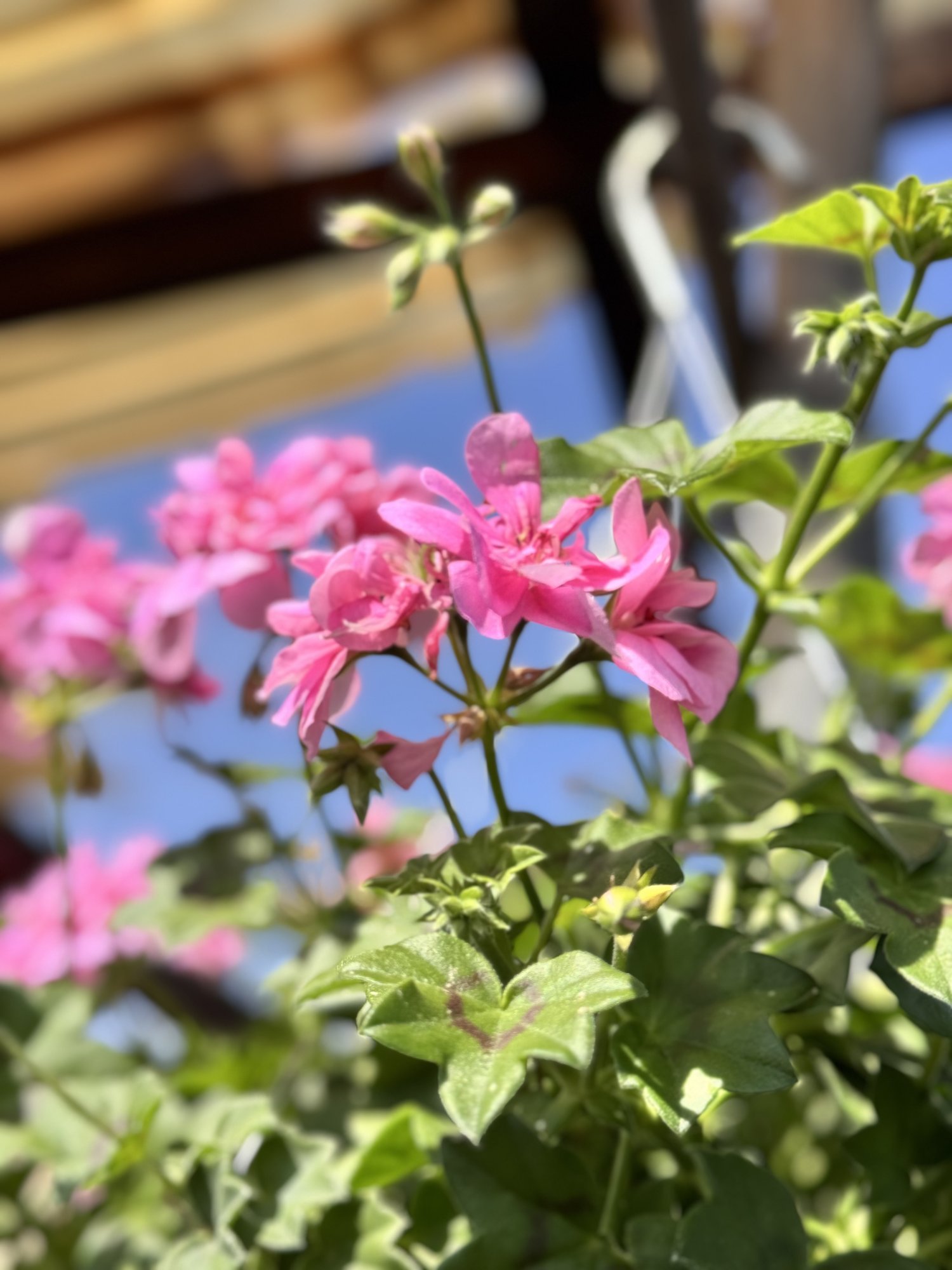 IMG_5991.jpeg