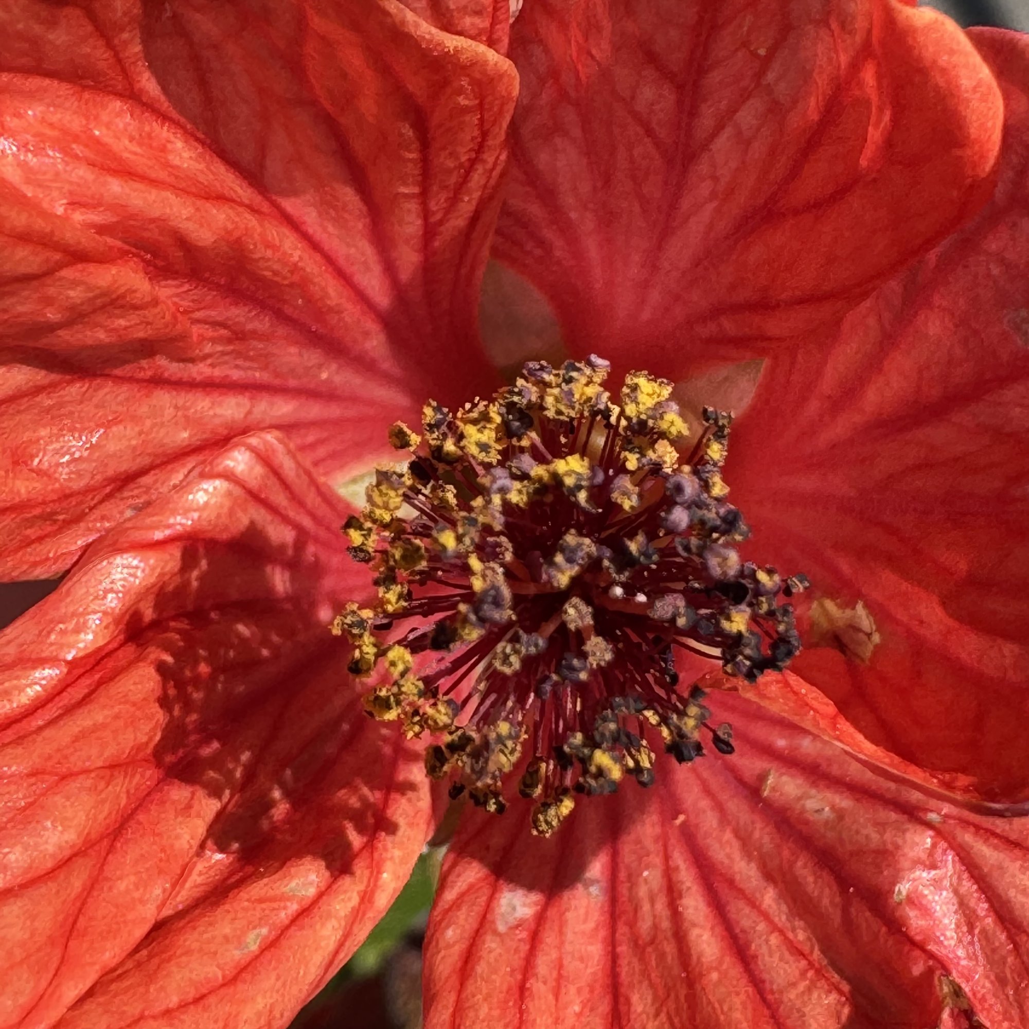 IMG_6001.jpeg