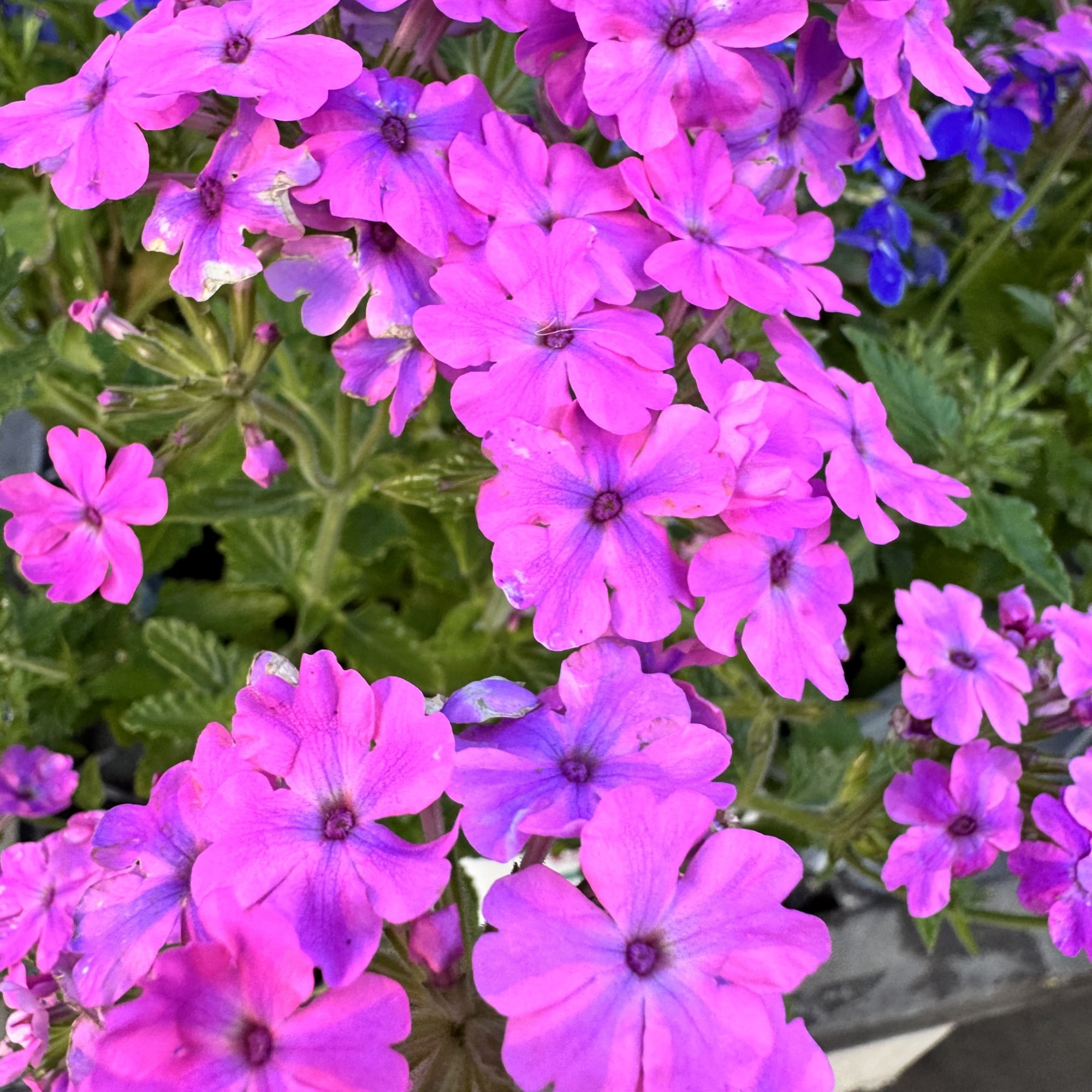 IMG_6187.jpeg