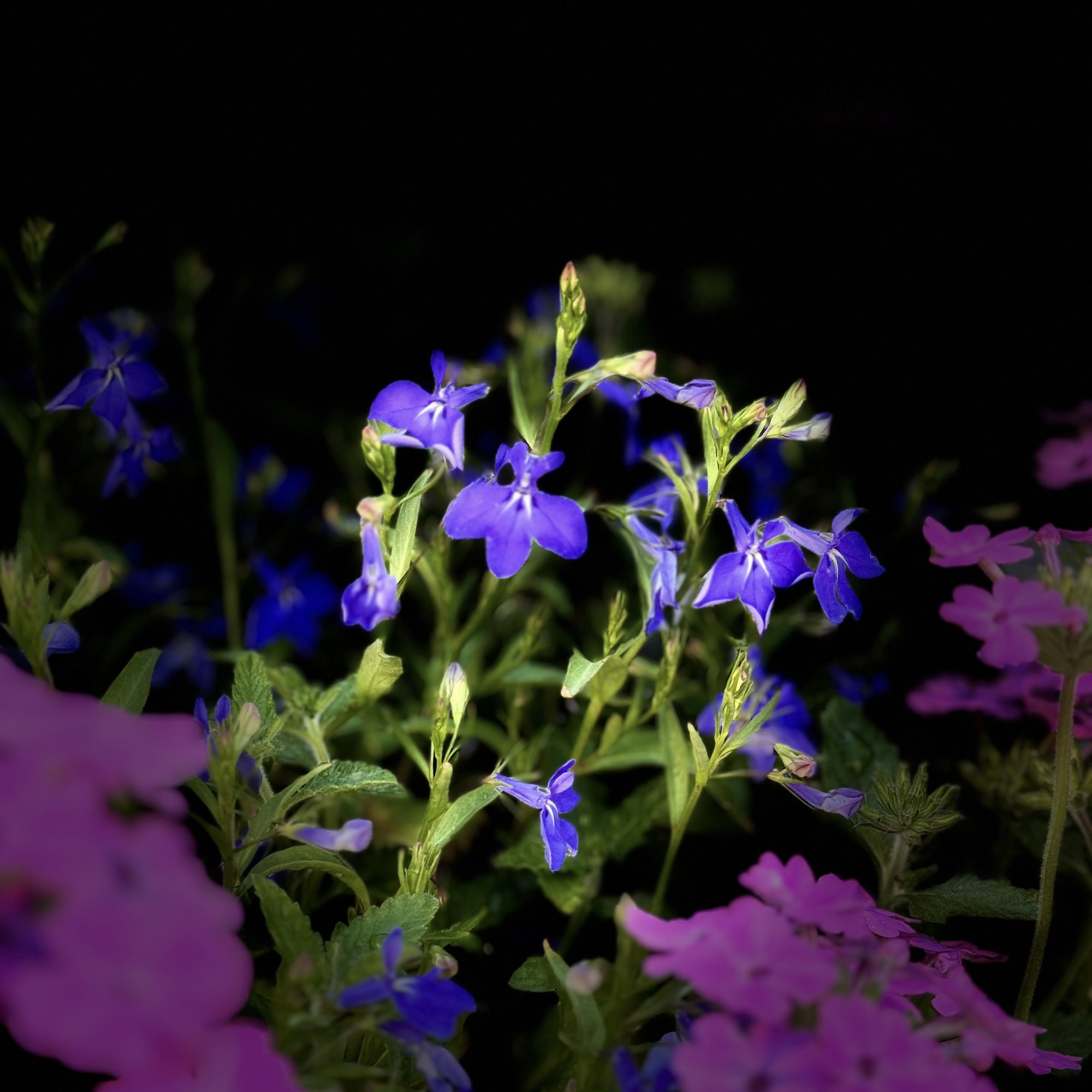 IMG_6189.jpeg