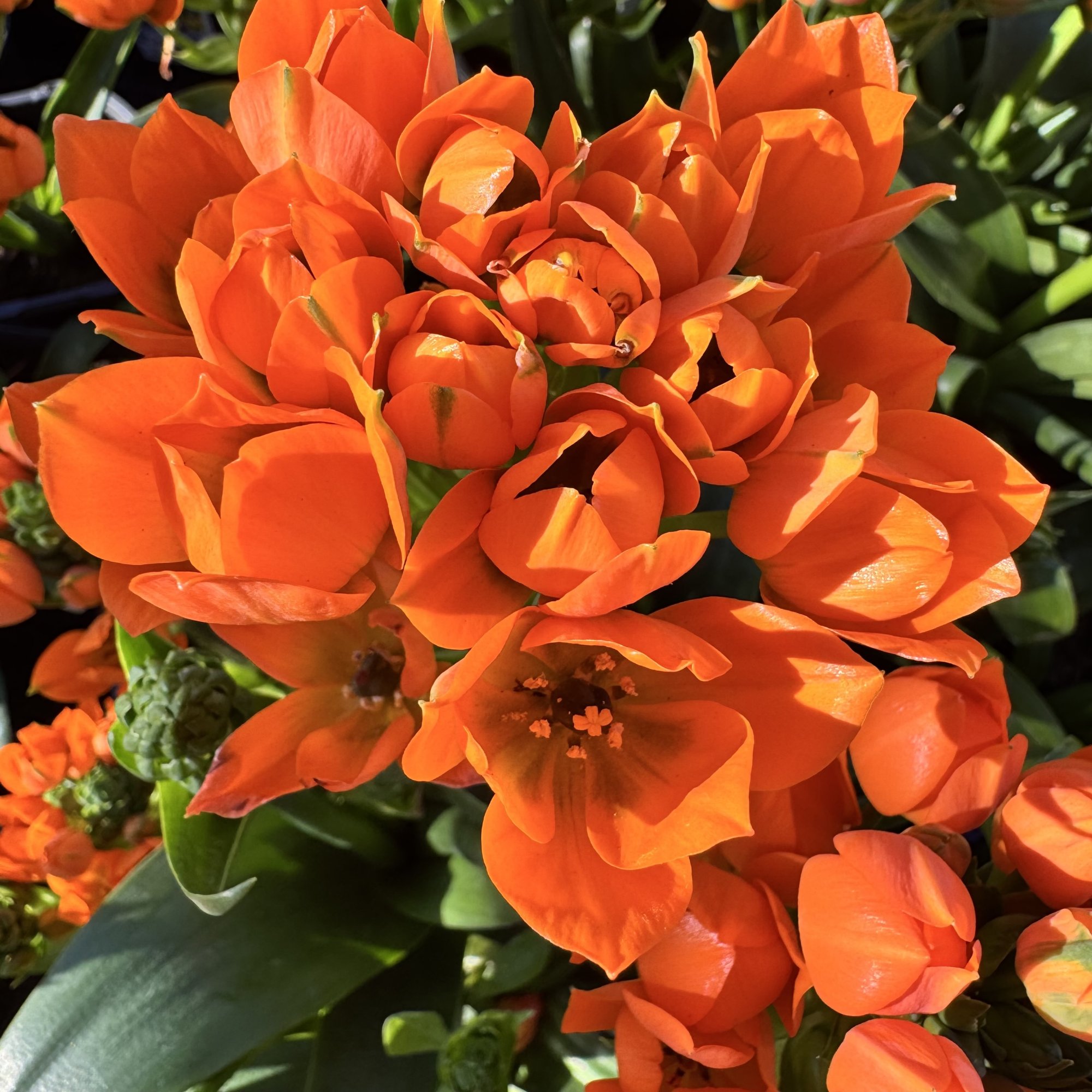 IMG_6201.jpeg