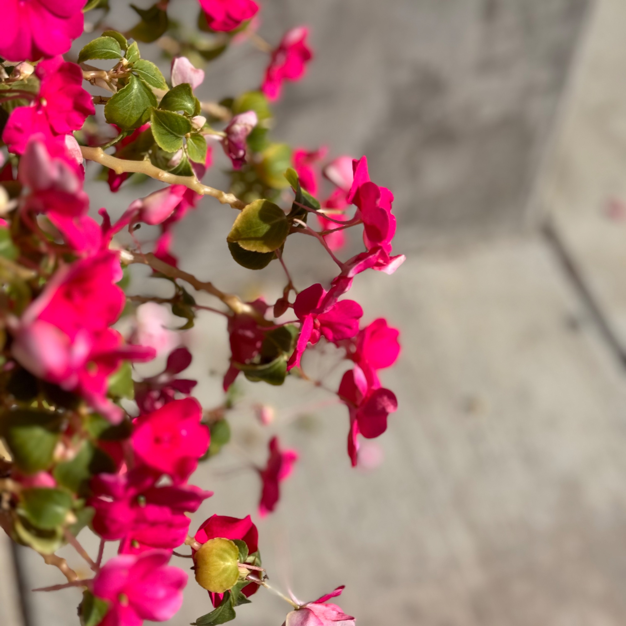 IMG_6338.jpeg