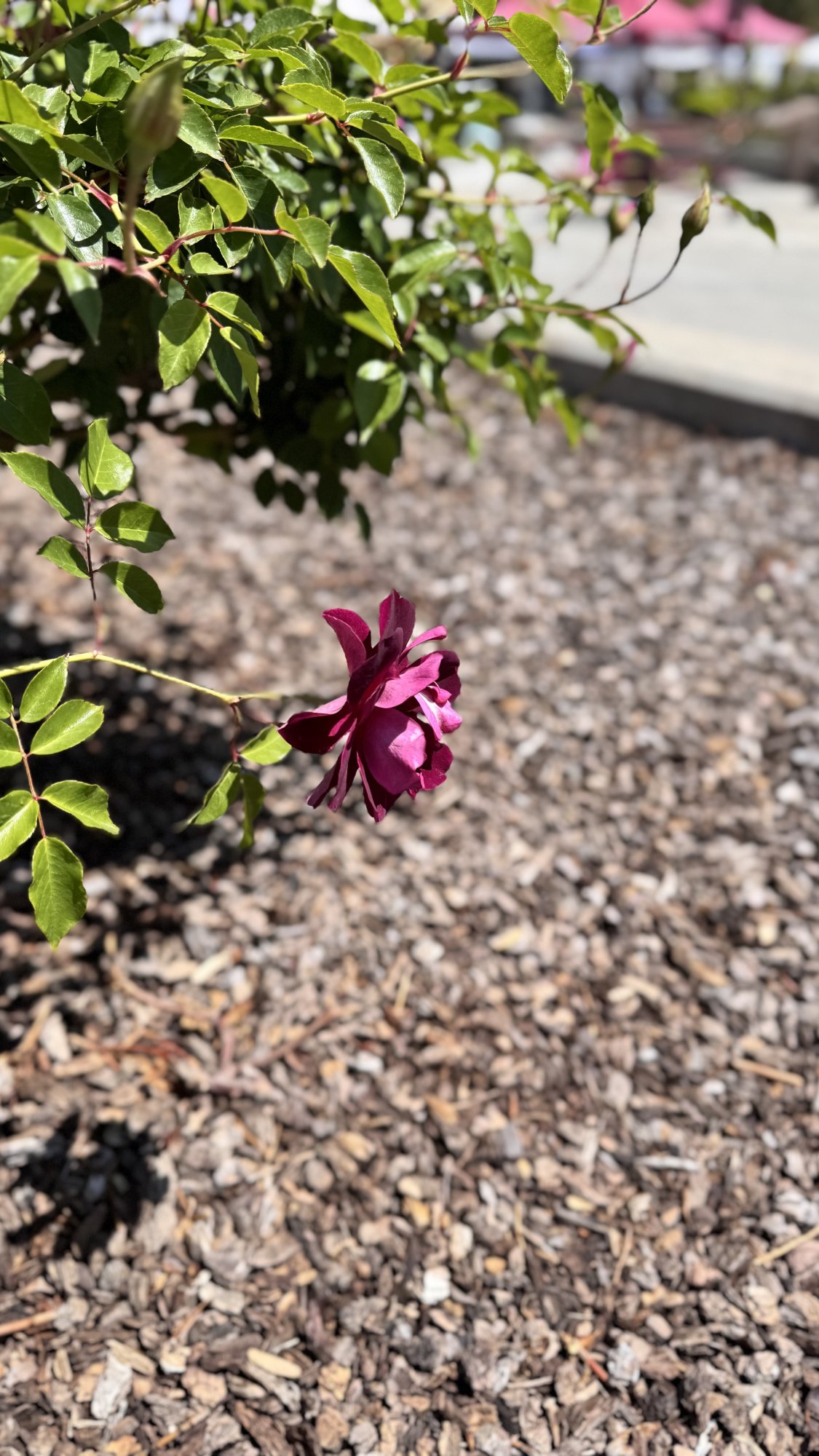 IMG_6440.jpeg