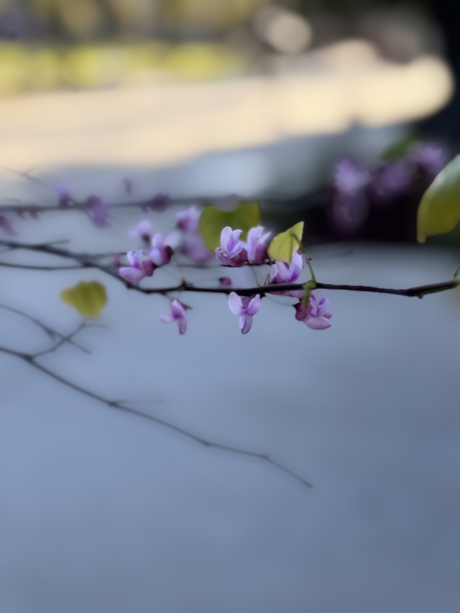 IMG_6463.jpeg