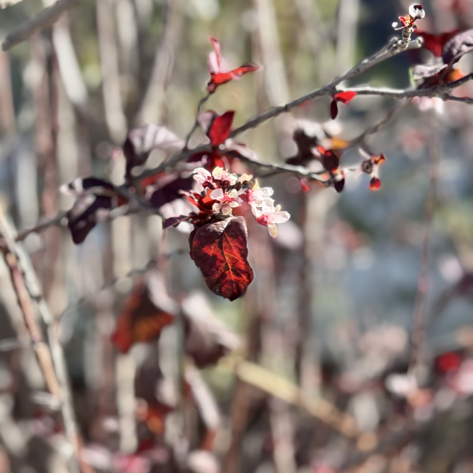 IMG_6469.jpeg