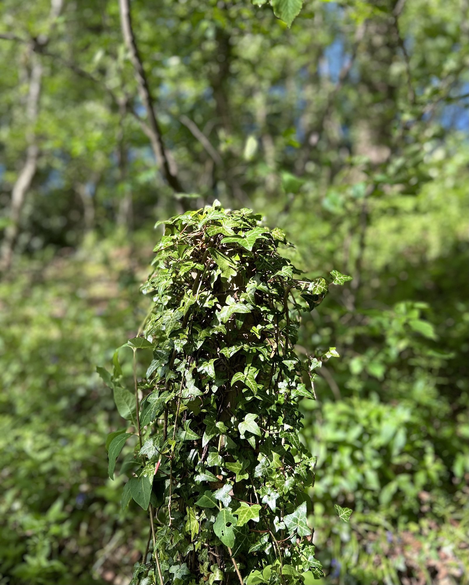 IMG_6541.jpeg