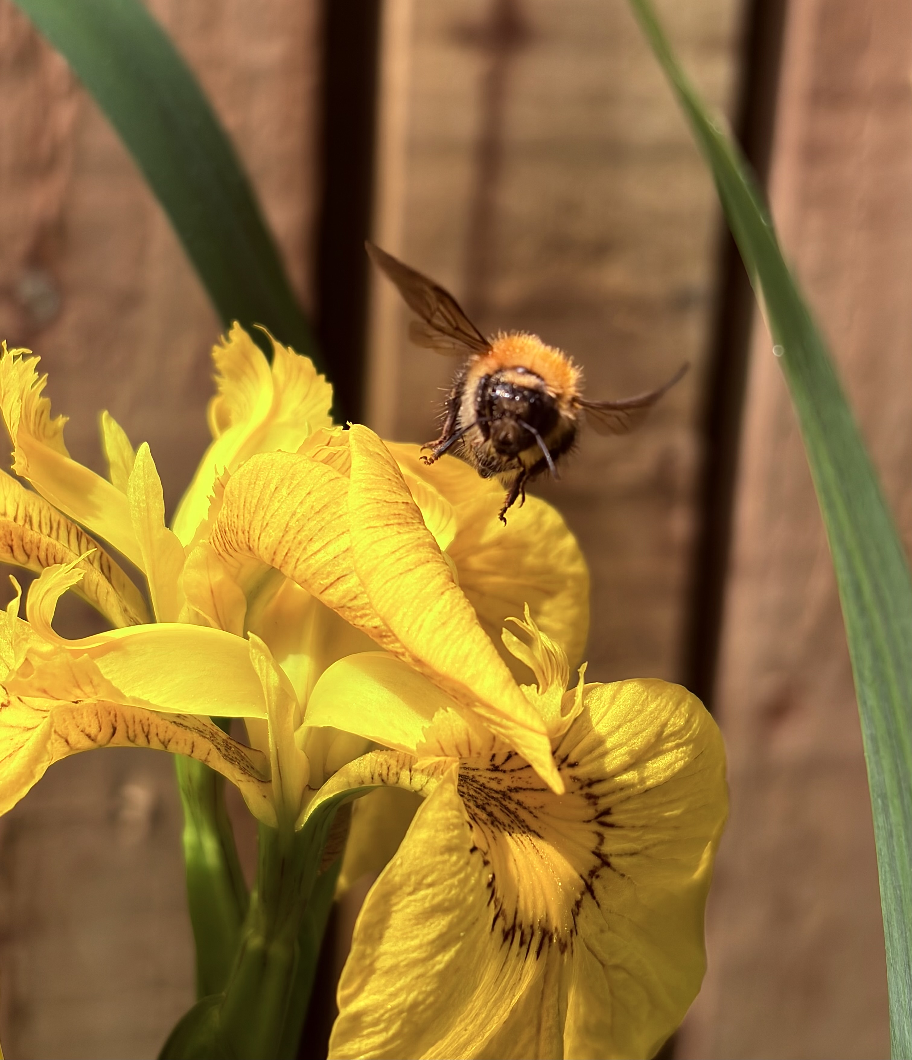 IMG_6747.jpeg