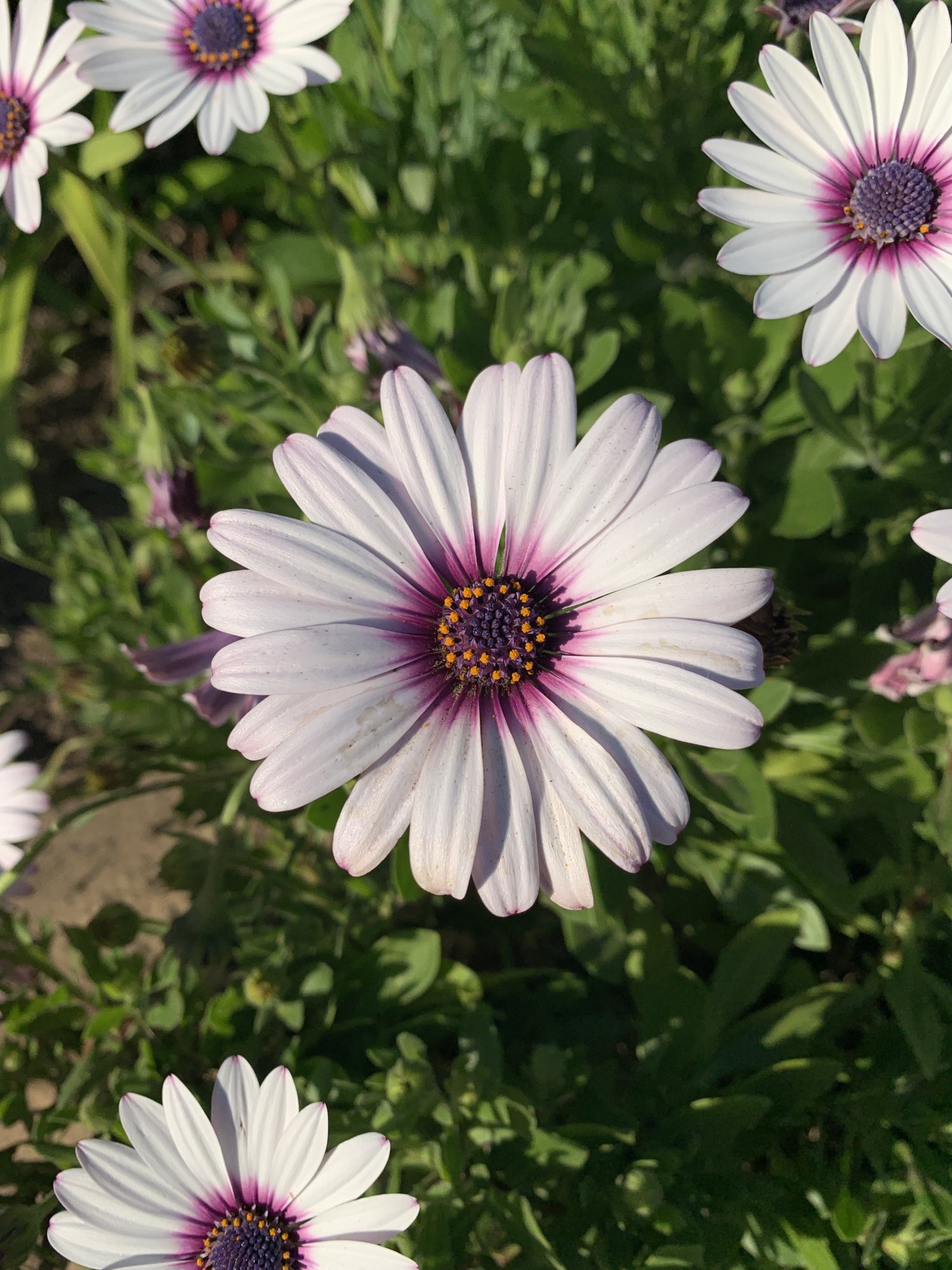 IMG_6765.jpeg