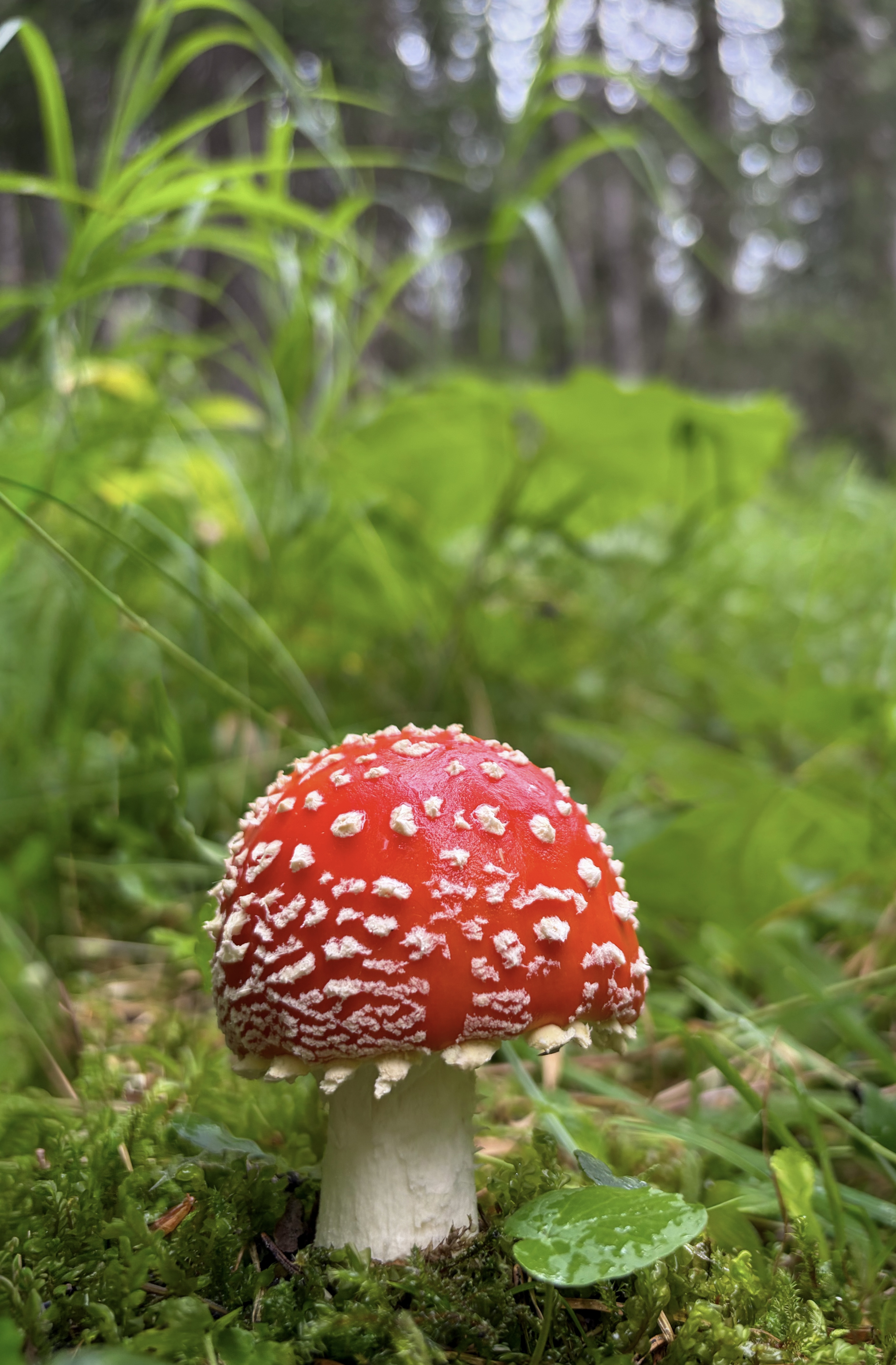 IMG_6910.jpeg