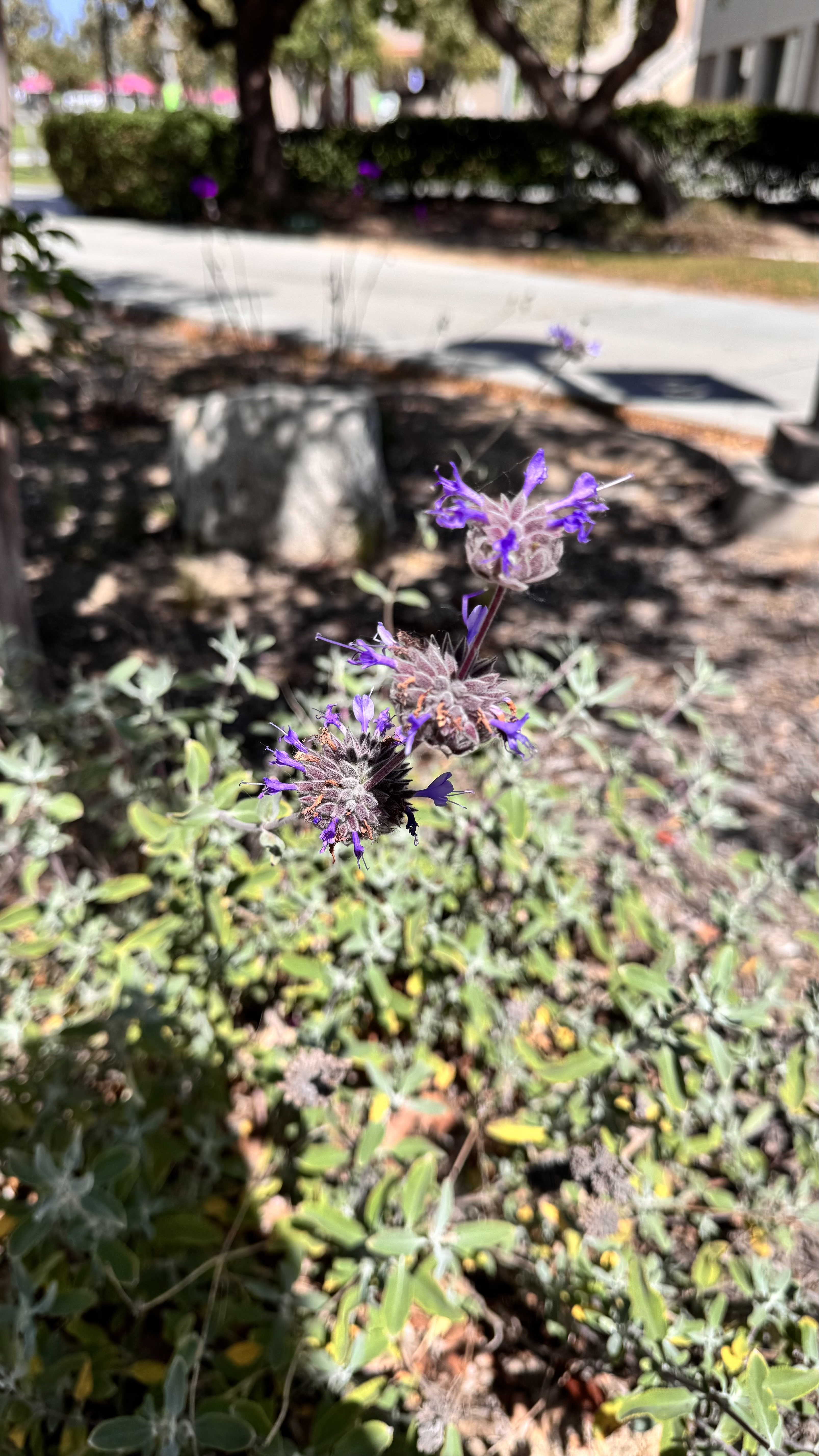 IMG_6966.jpeg