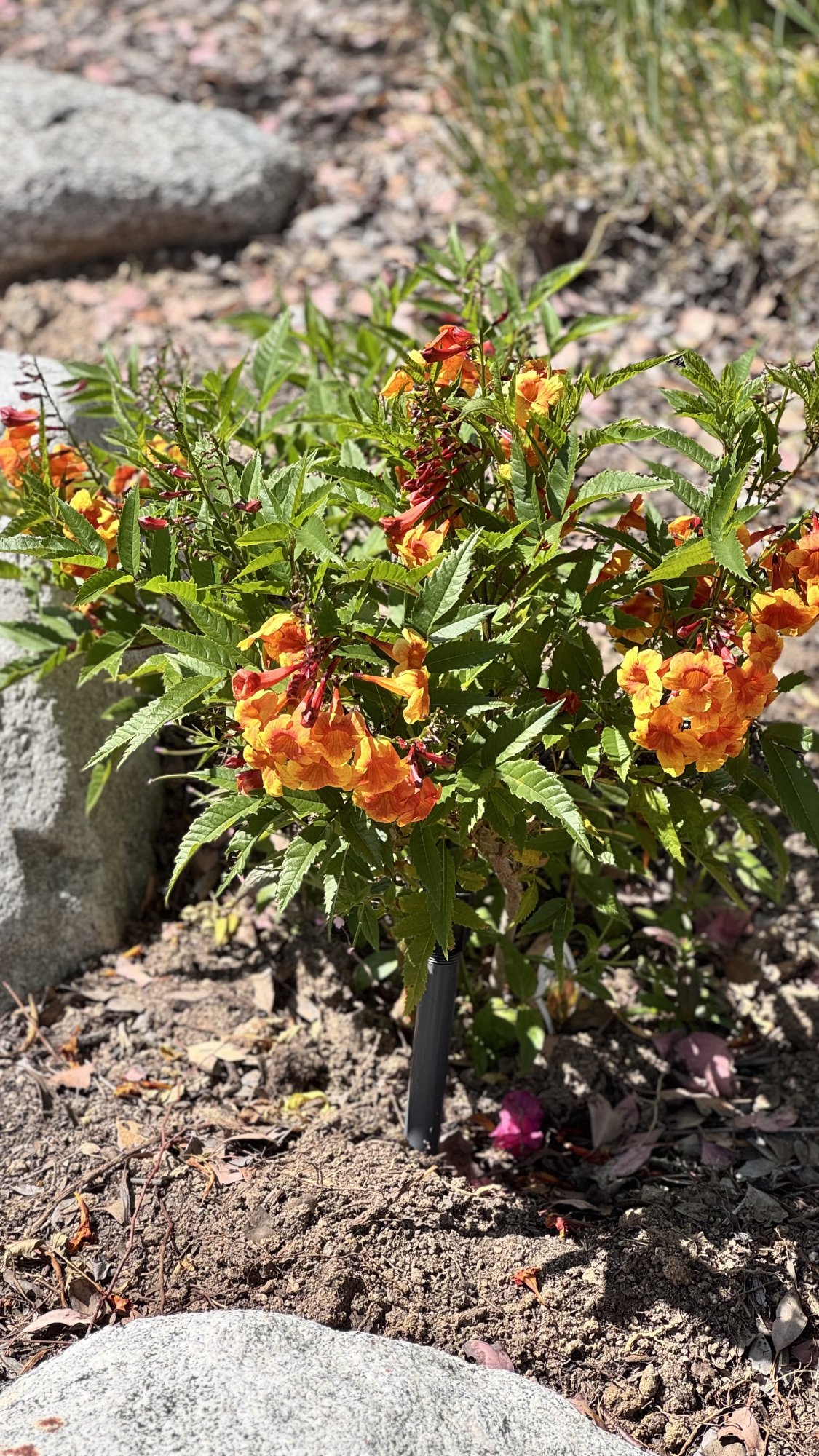 IMG_6972.jpeg