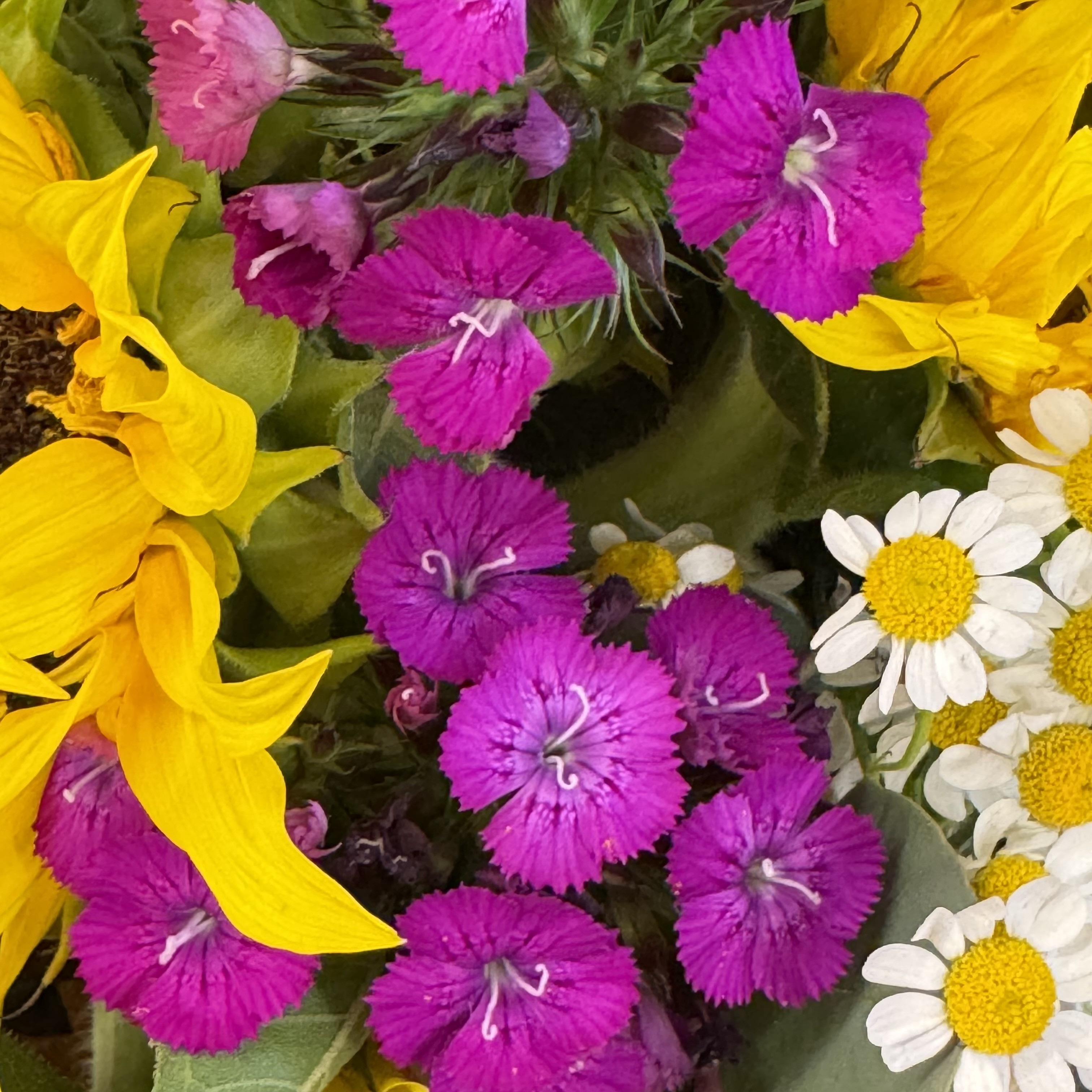 IMG_7461.jpeg