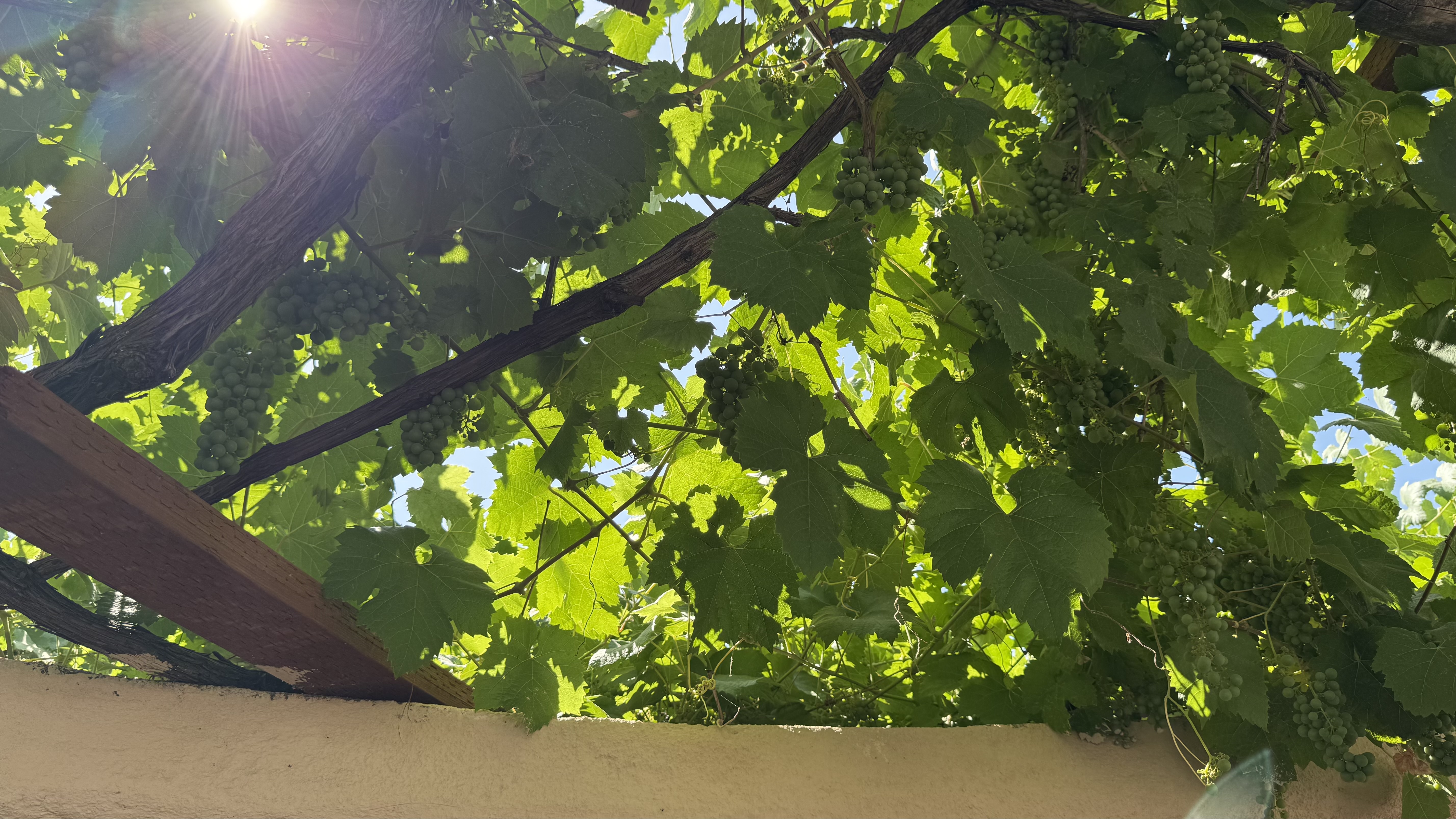 IMG_7724.jpeg