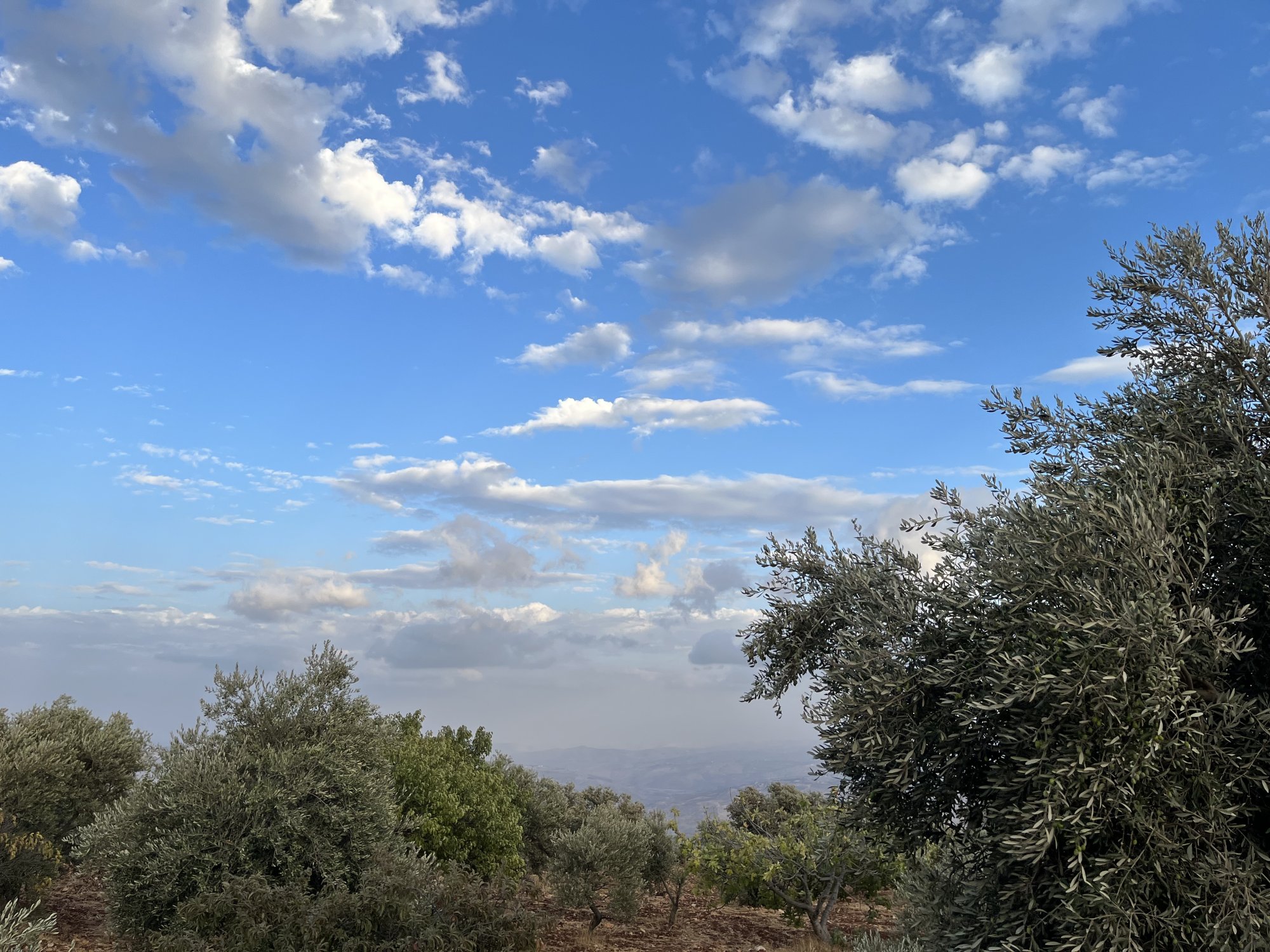 IMG_8131.jpeg