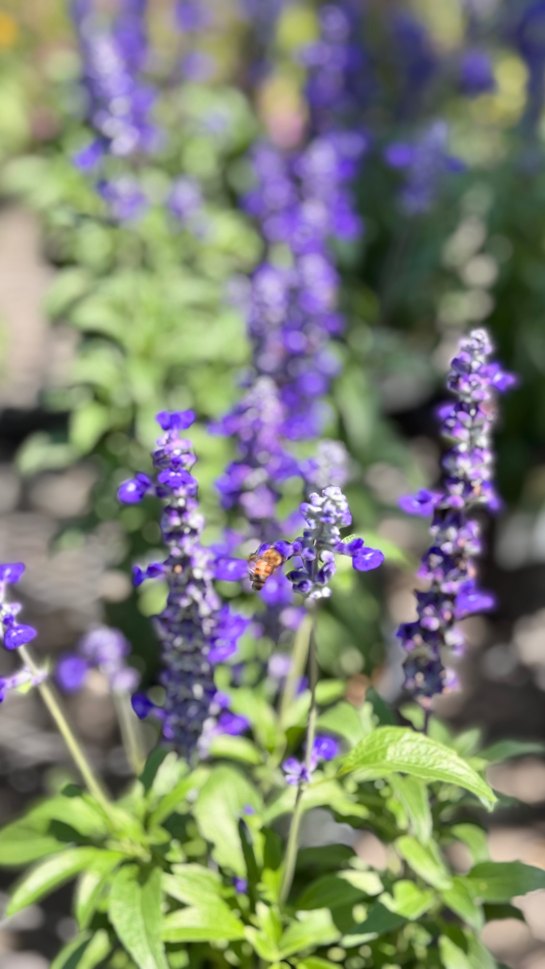 IMG_8304.jpeg