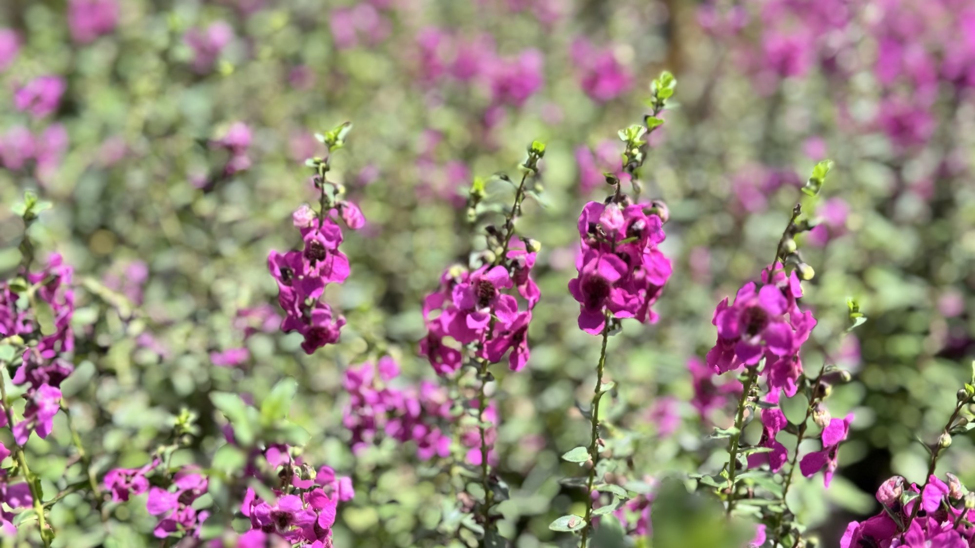 IMG_8306.jpeg
