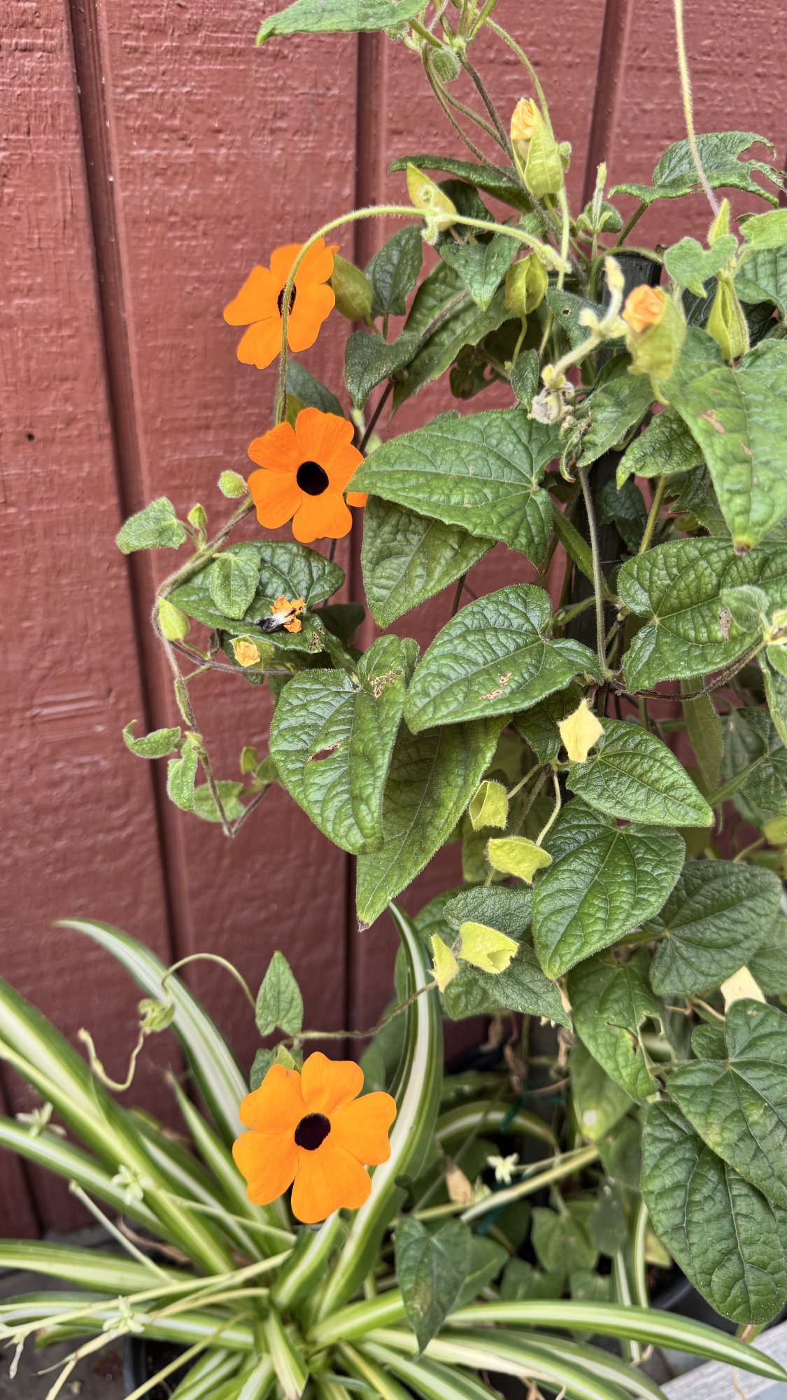 IMG_8357.jpeg