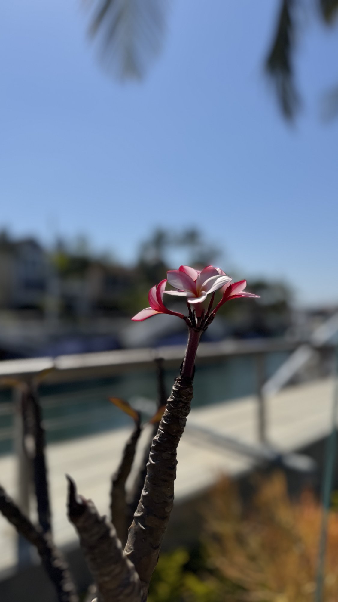 IMG_8460.jpeg