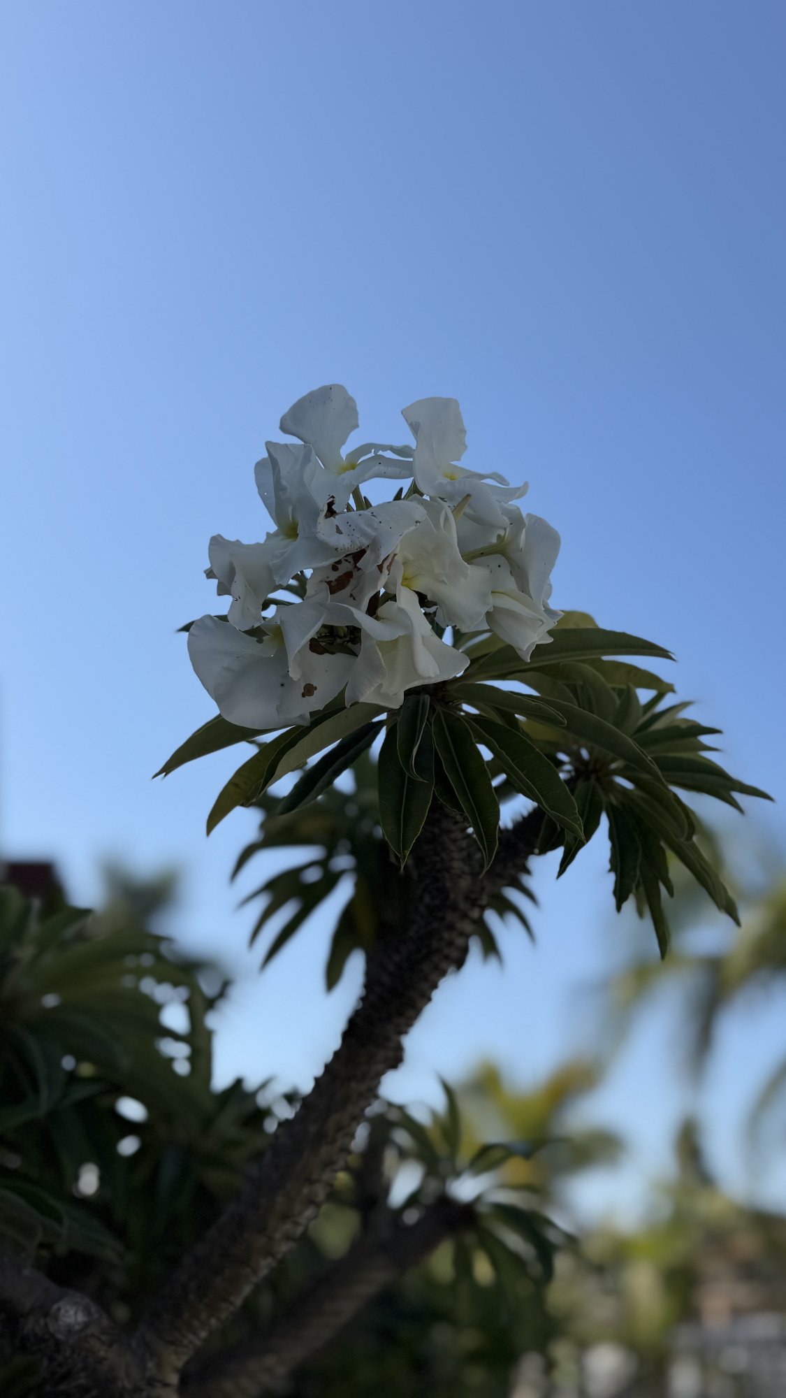 IMG_8466.jpeg