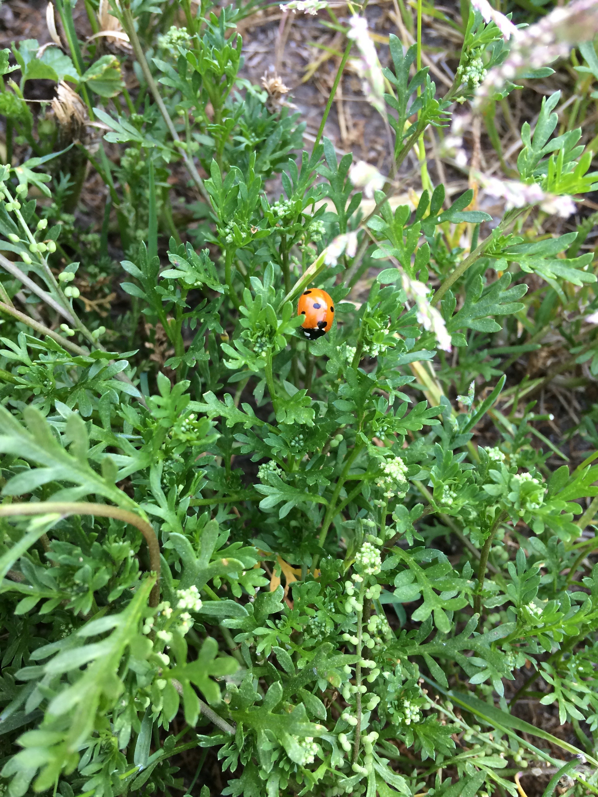 IMG_8577.jpeg