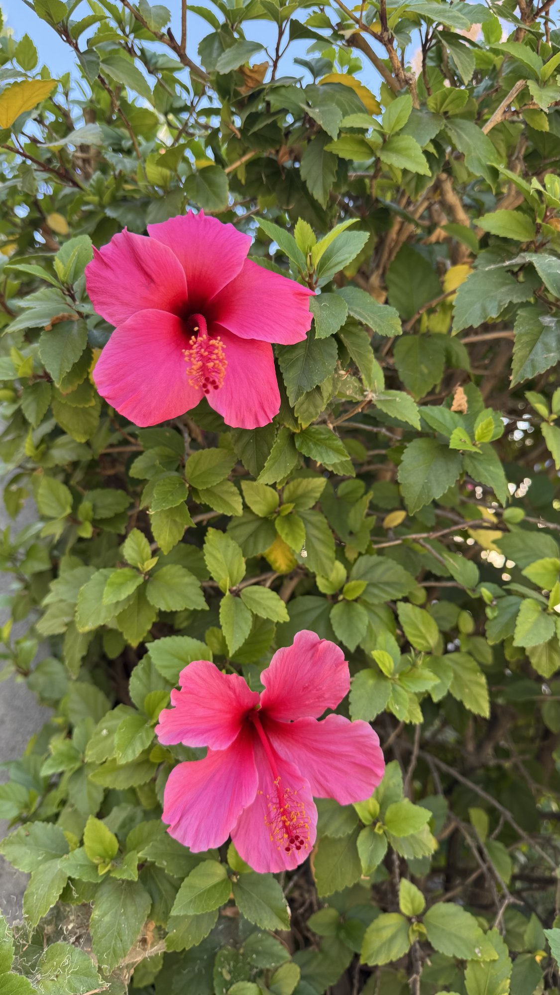 IMG_8621.jpeg