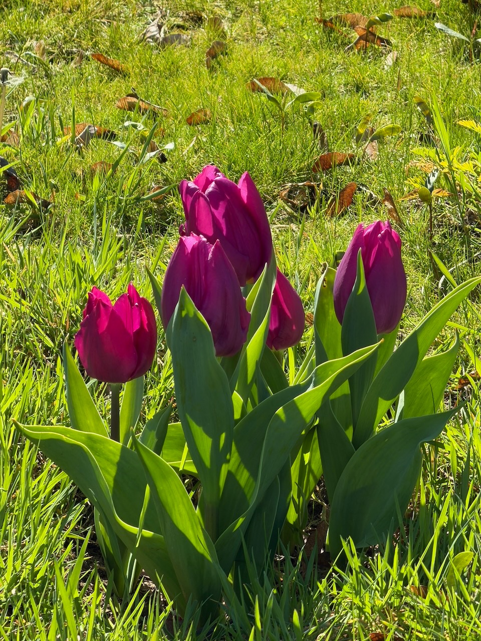 IMG_8634.jpeg